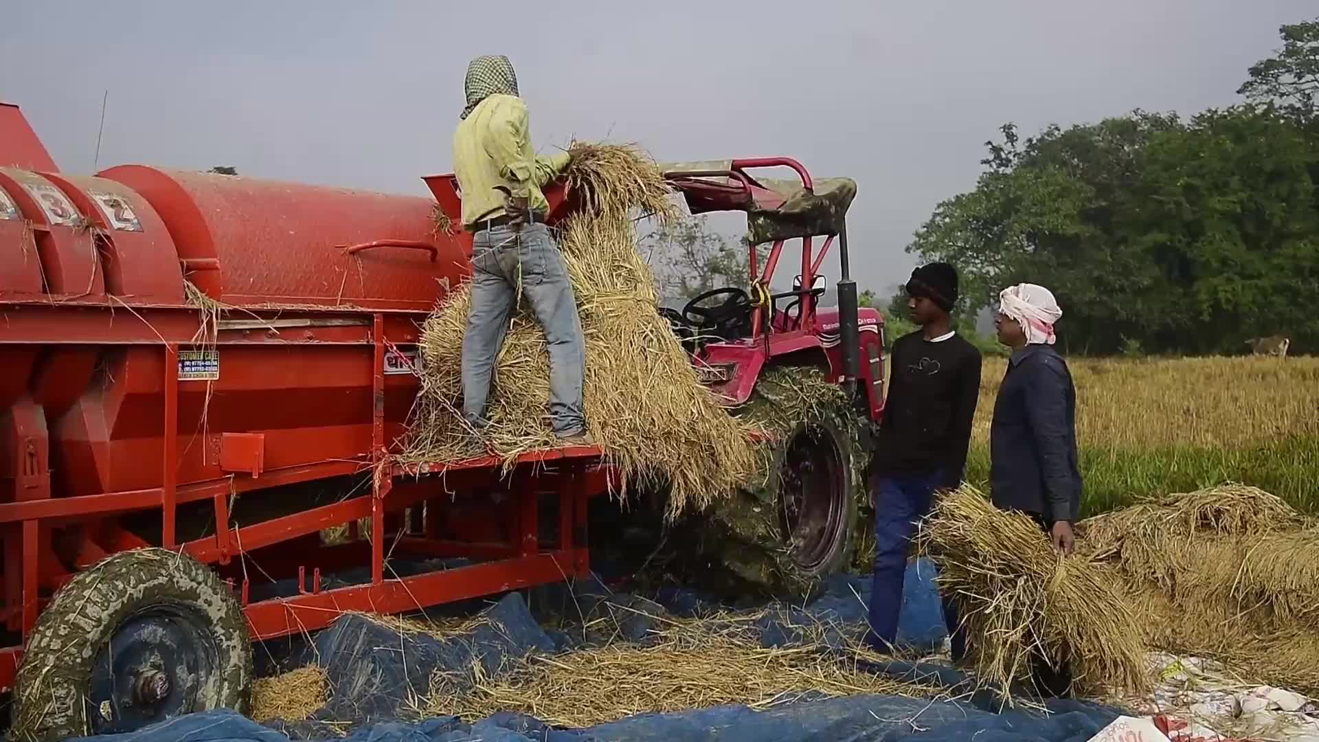 Rice harvest in India 