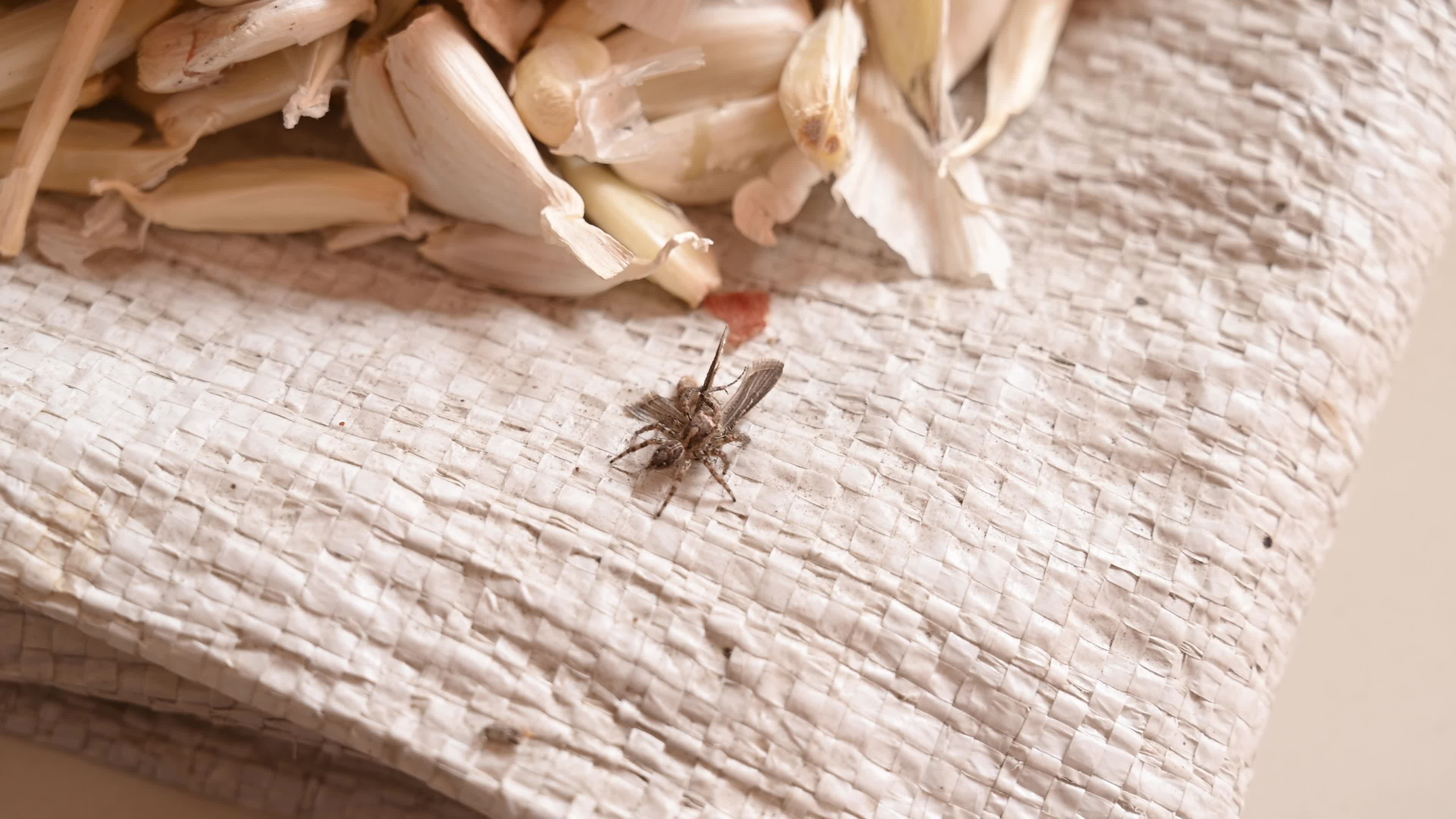 Jumping Spider - Almond Moth - Garlic - Pest Controlling Animal 