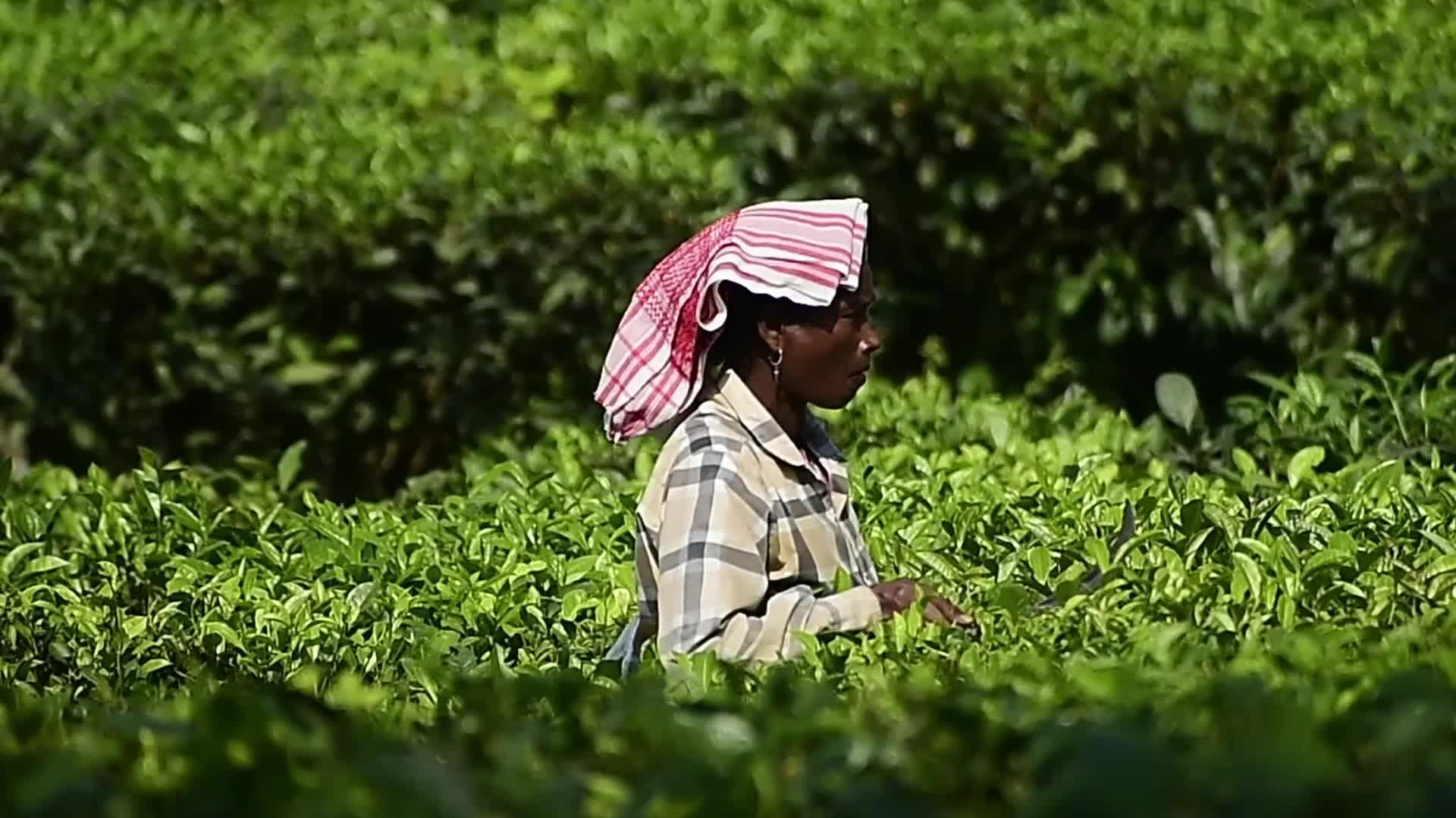 Tea harvest in India