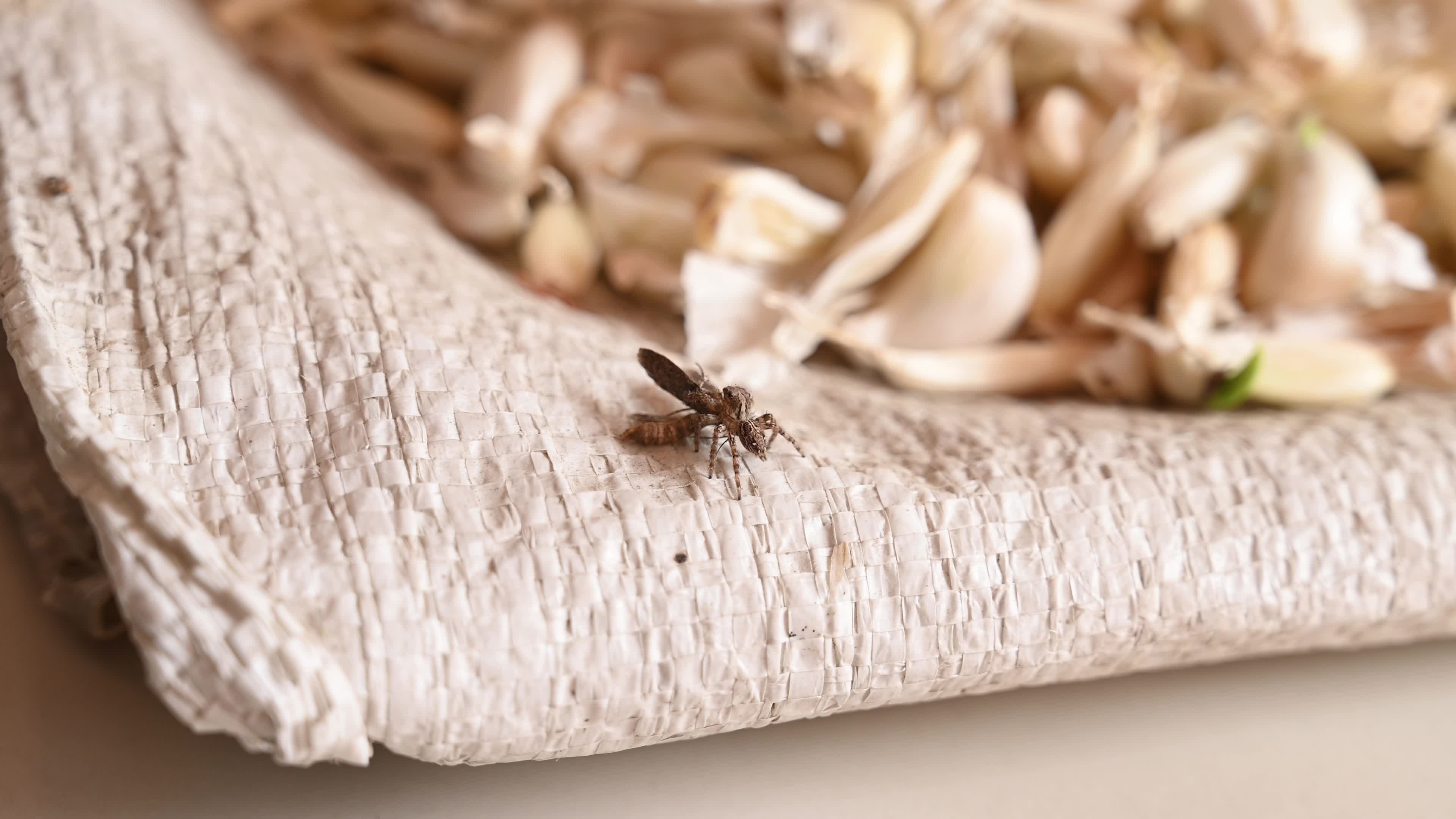 Jumping Spider - Almond Moth - Garlic - Pest Controlling Animal 