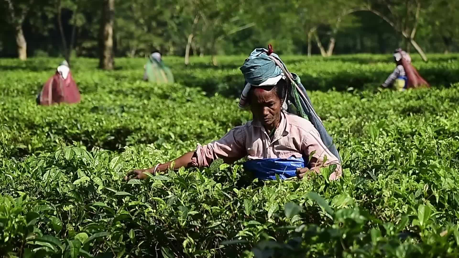 Tea harvest in India