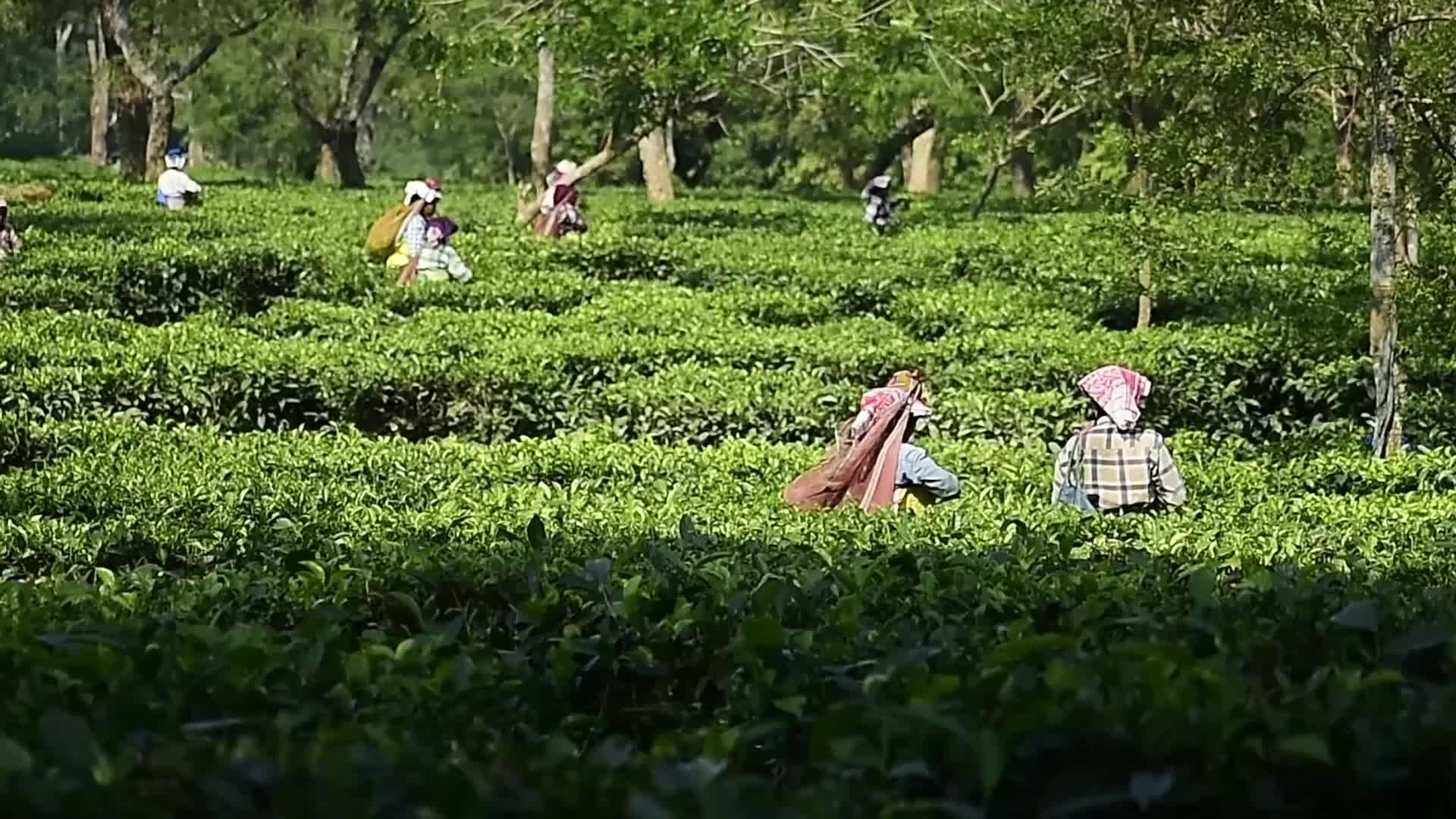 Tea harvest in India