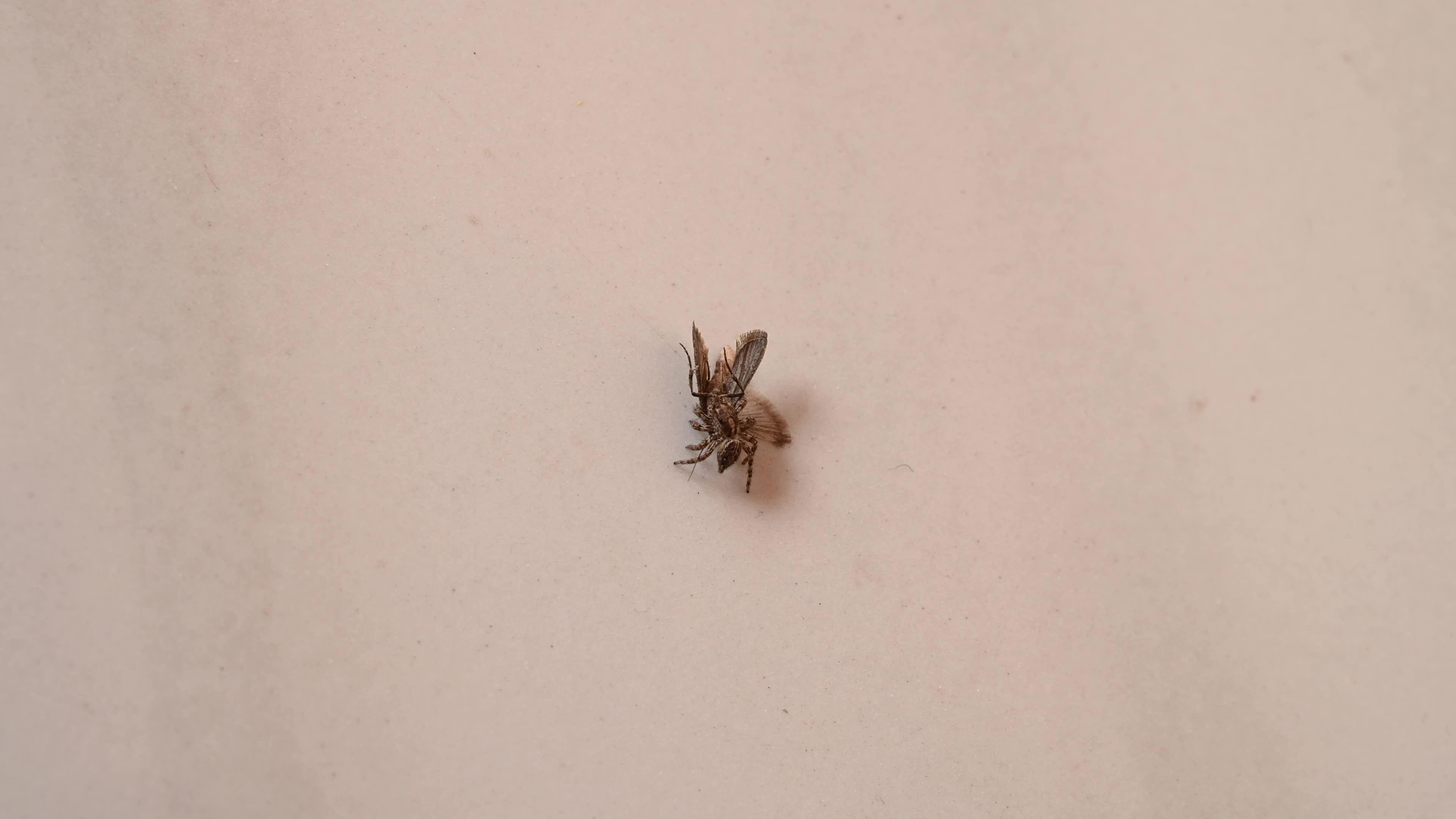 Jumping Spider - Almond Moth - Garlic - Pest Controlling Animal 