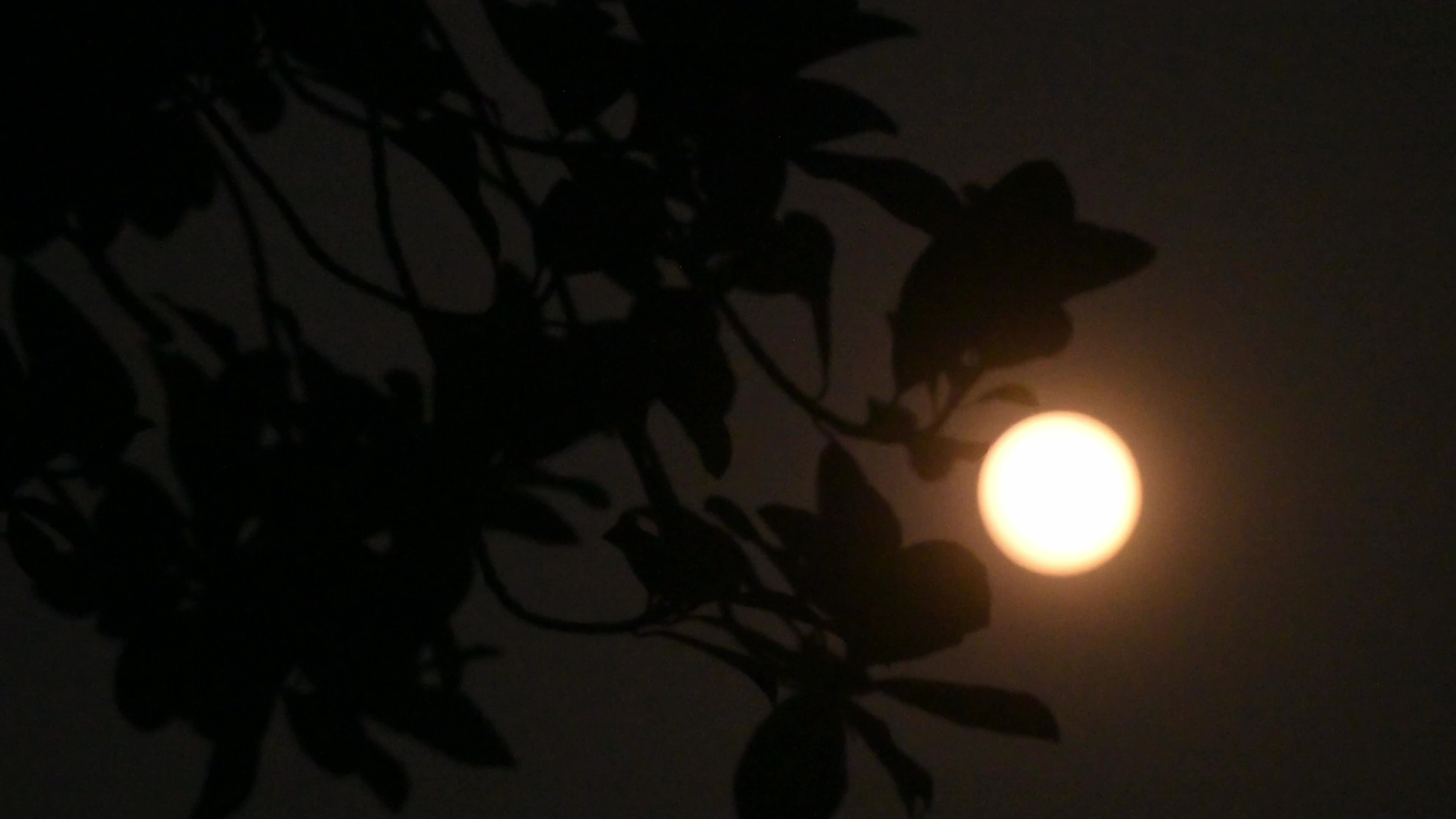 The Final Supermoon Of 2025 - Cold Moon - Lunar event 