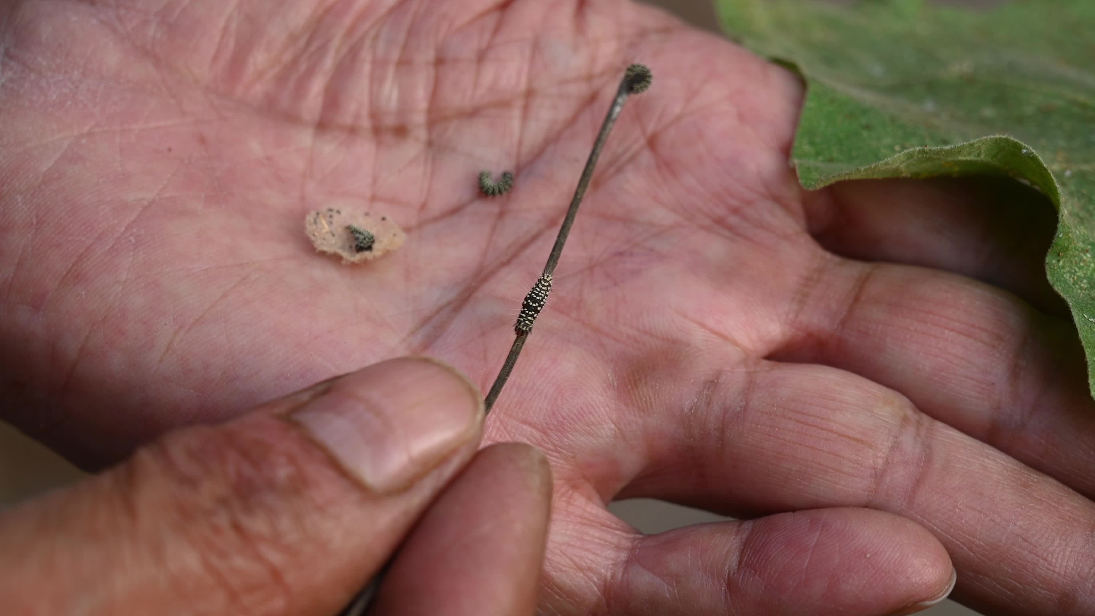 Brinjal (eggplant) plants attacked by pests - Cultivation - Agriculture India 