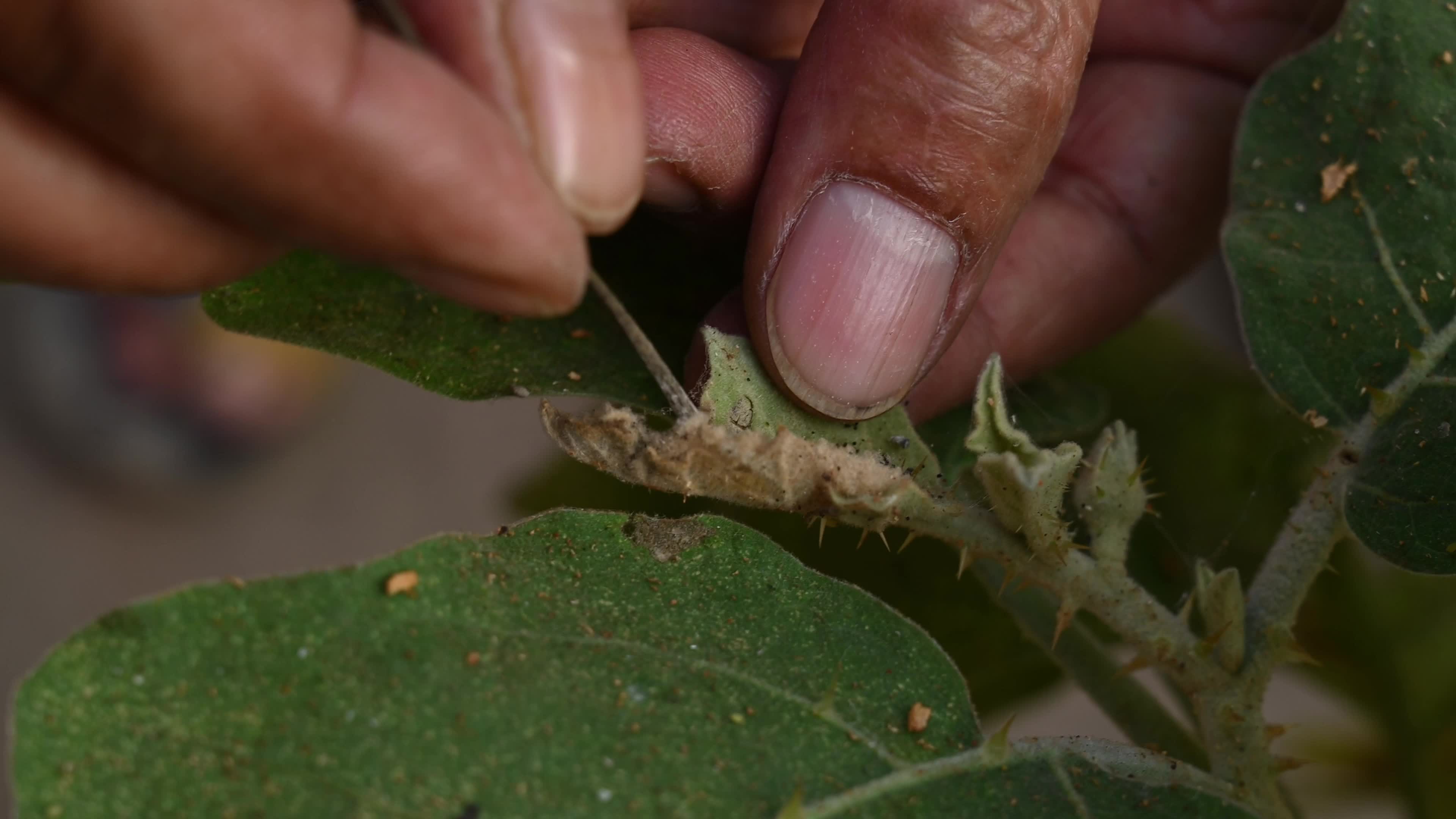 Brinjal (eggplant) plants attacked by pests - Cultivation - Agriculture India 