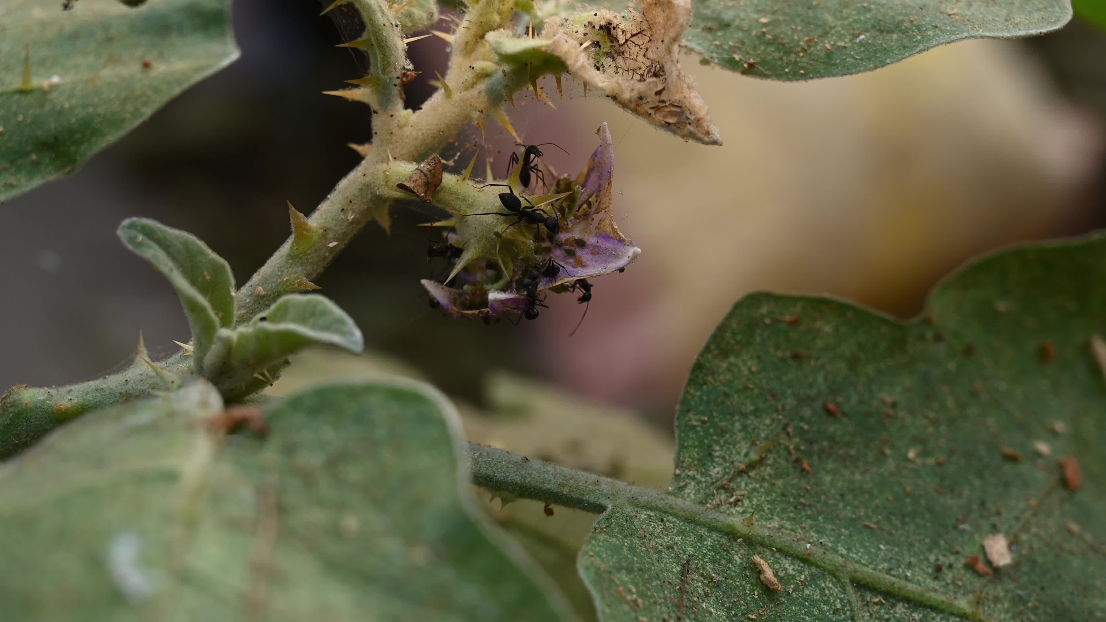Brinjal (eggplant) plants attacked by pests - Cultivation - Agriculture India 