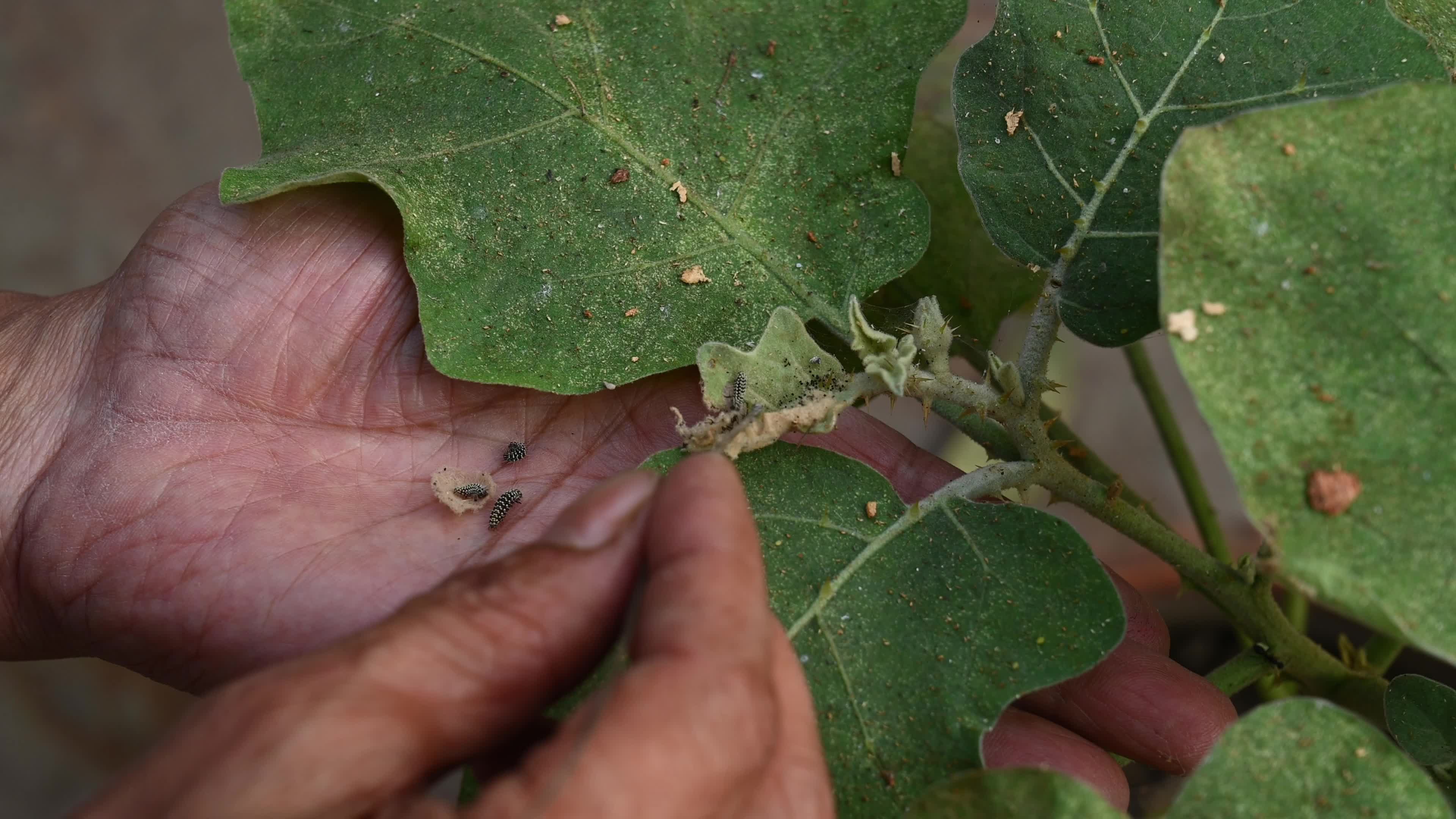 Brinjal (eggplant) plants attacked by pests - Cultivation - Agriculture India 