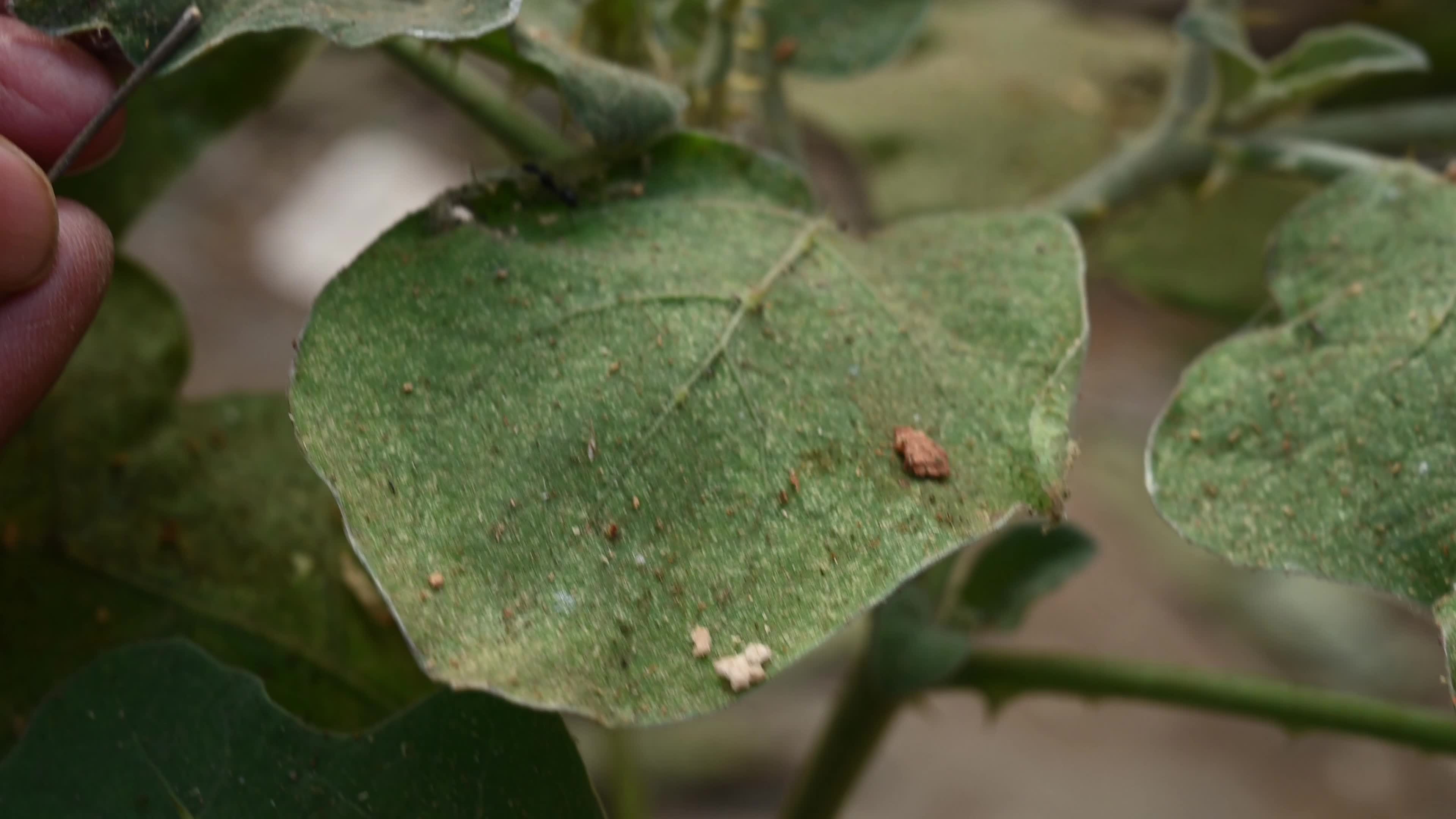 Brinjal (eggplant) plants attacked by pests - Cultivation - Agriculture India 