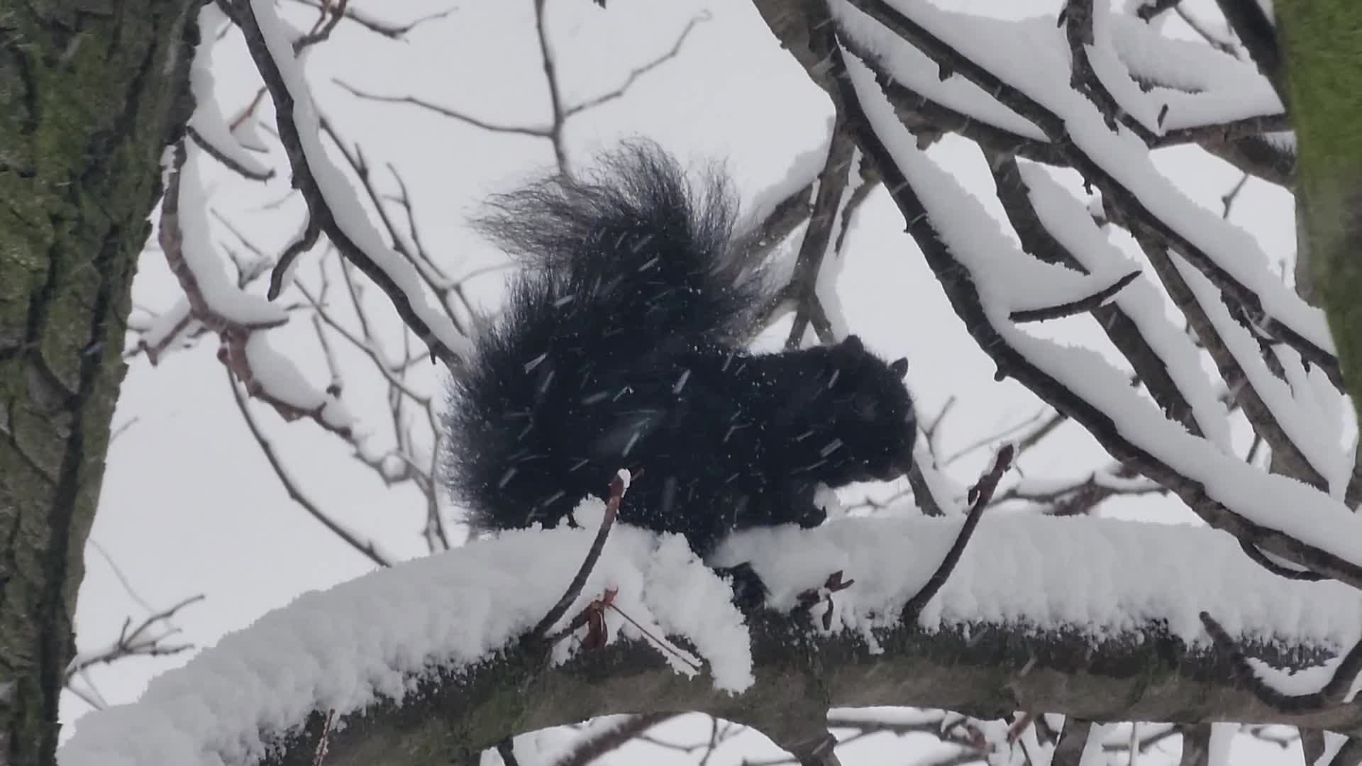 Two back-to-back snowstorms hit Toronto, Canada