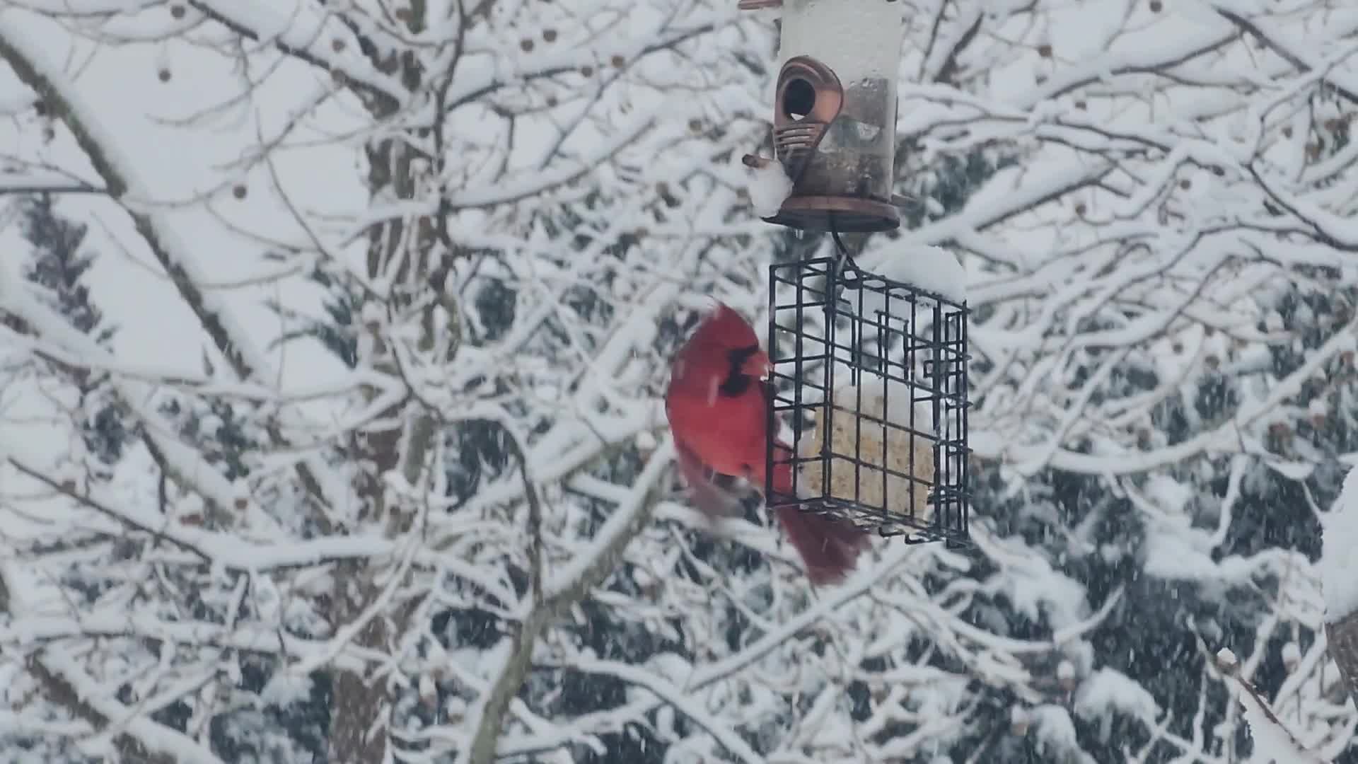 Two back-to-back snowstorms hit Toronto, Canada