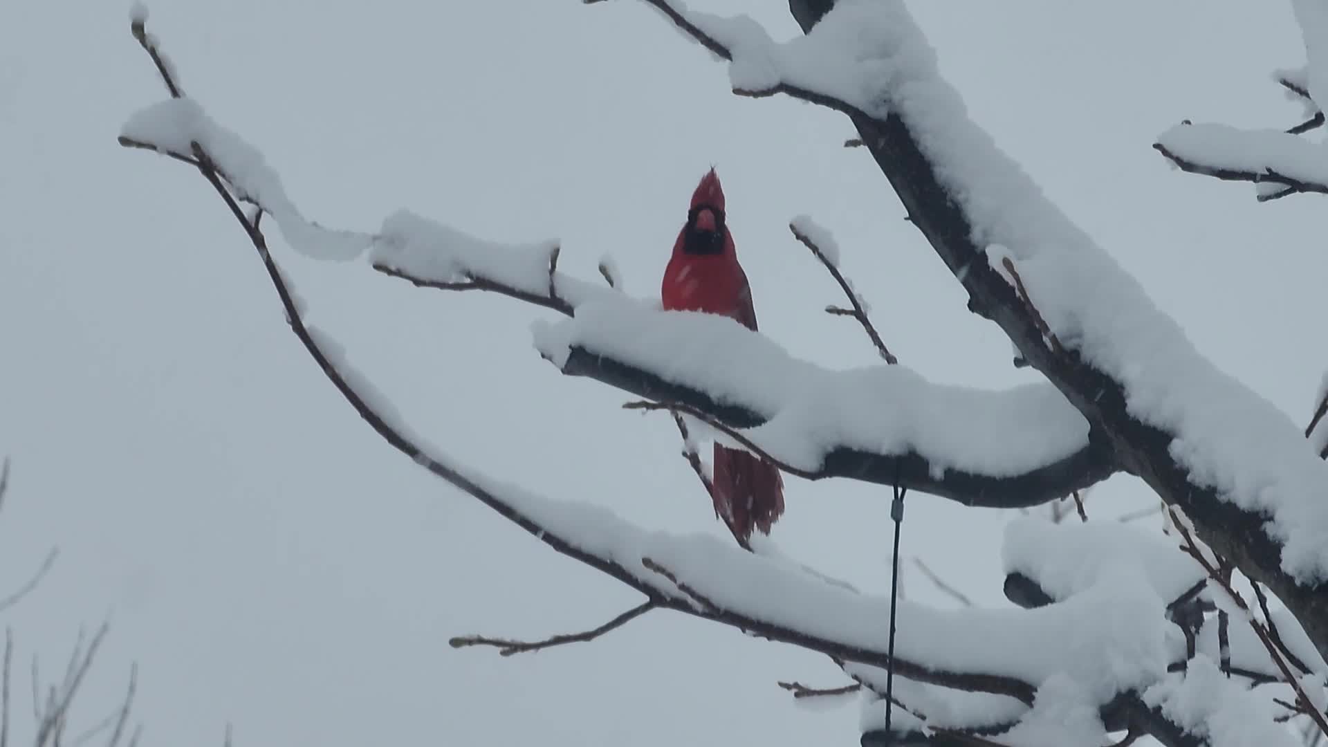 Two back-to-back snowstorms hit Toronto, Canada
