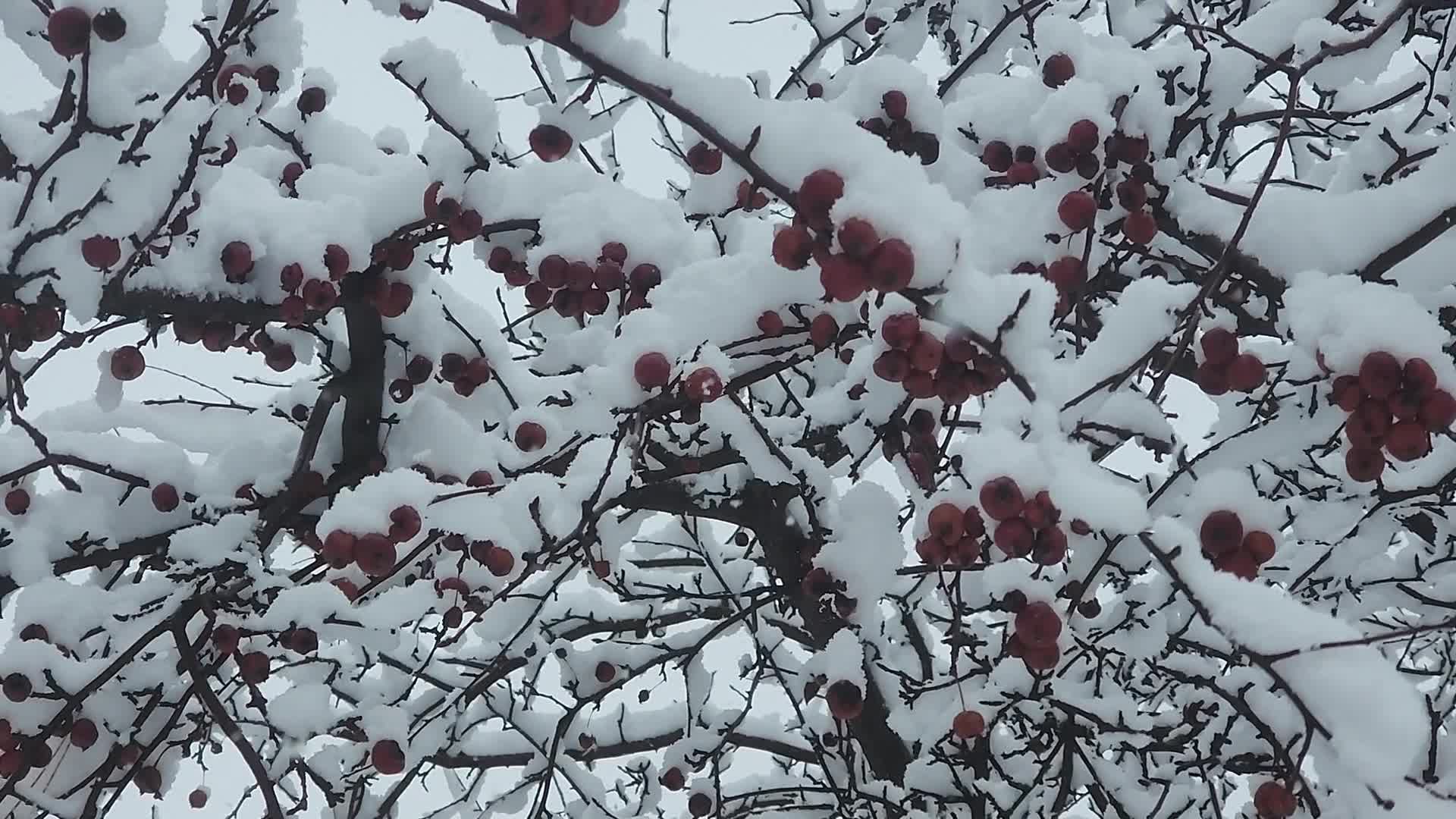 Two back-to-back snowstorms hit Toronto, Canada