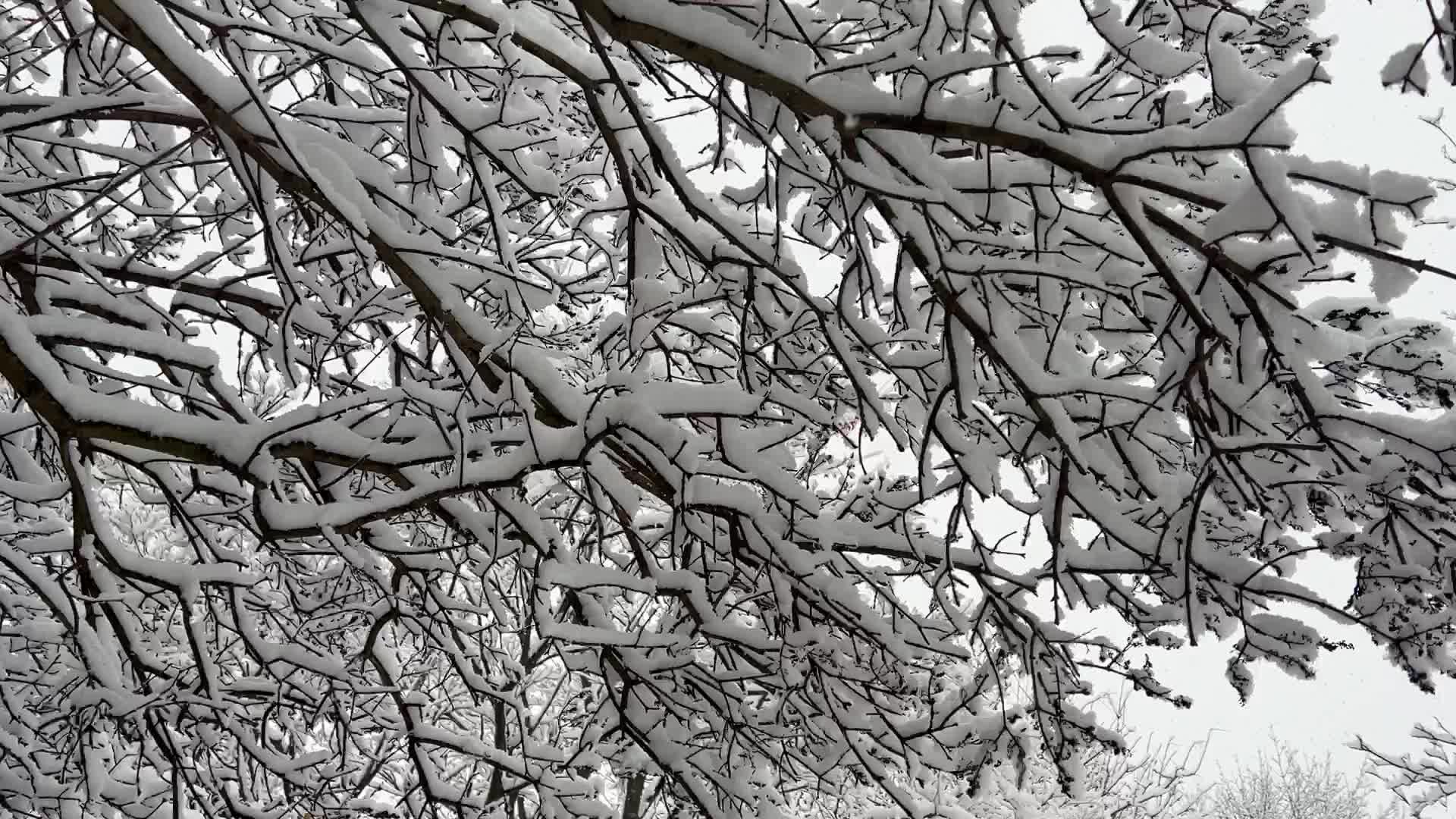 Two back-to-back snowstorms hit Toronto, Canada