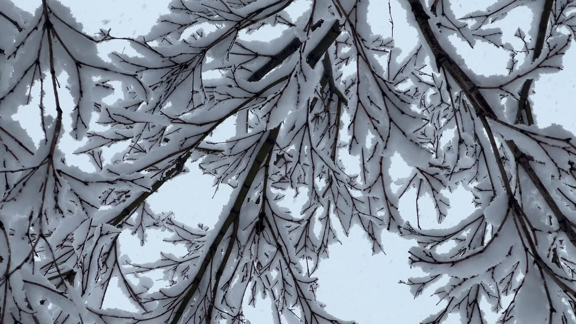 Two back-to-back snowstorms hit Toronto, Canada