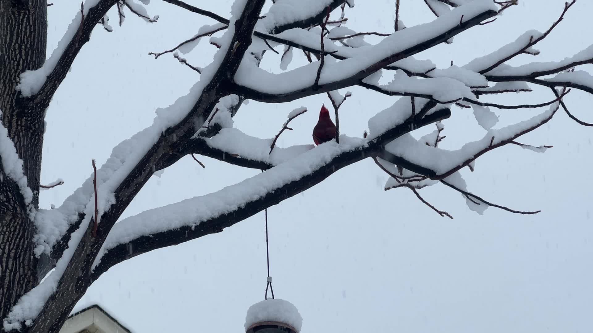Two back-to-back snowstorms hit Toronto, Canada