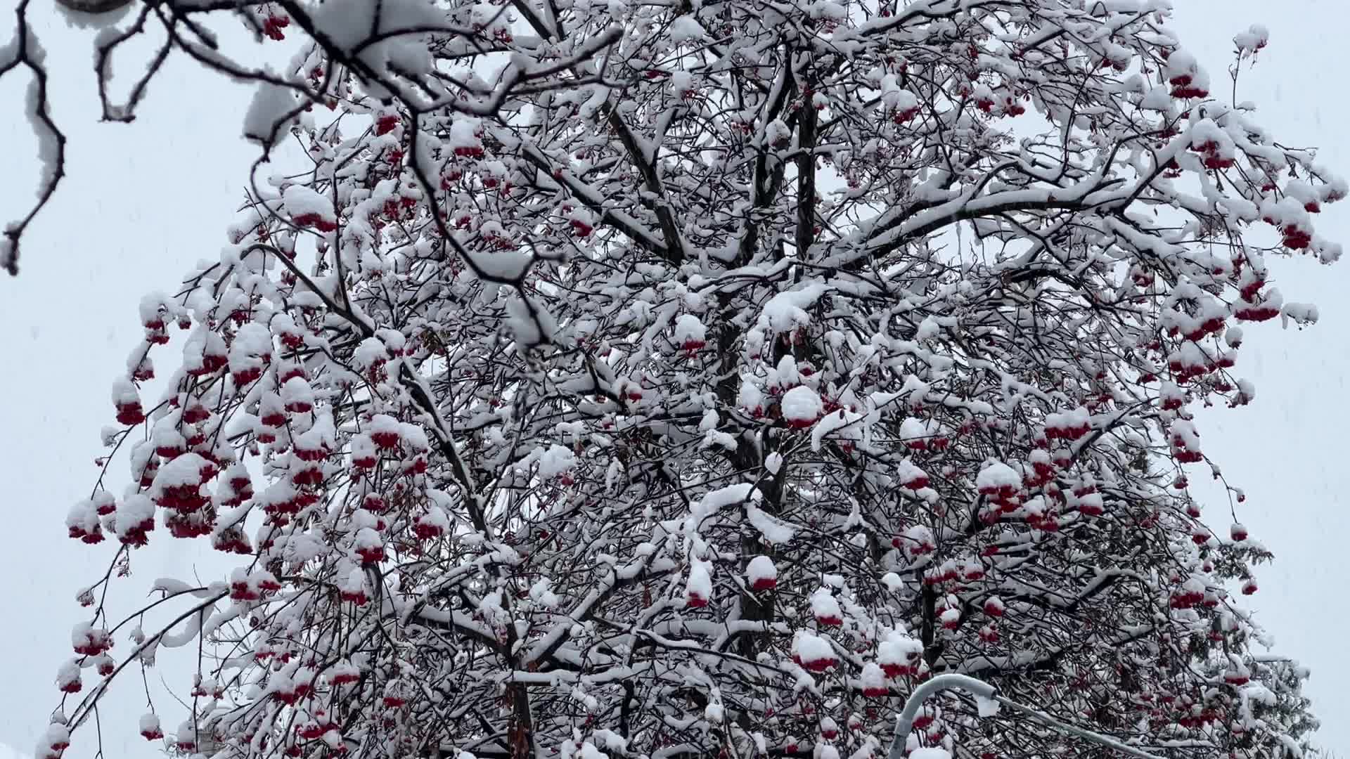 Two back-to-back snowstorms hit Toronto, Canada