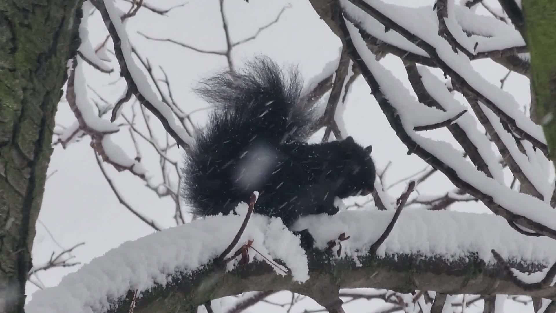 Two back-to-back snowstorms hit Toronto, Canada - 12/10/2025