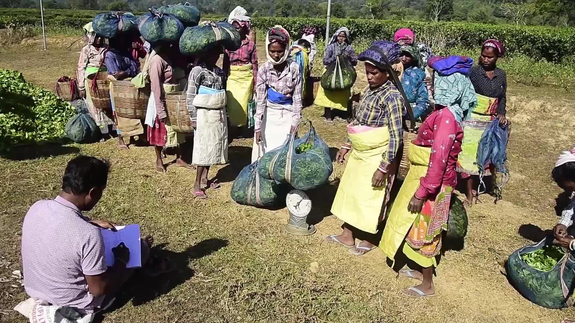 Tea harvest in India 