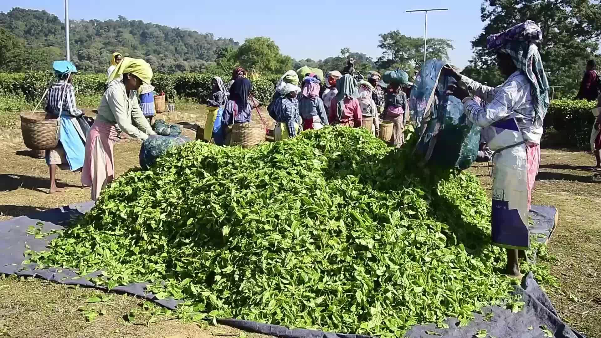 Tea harvest in India 