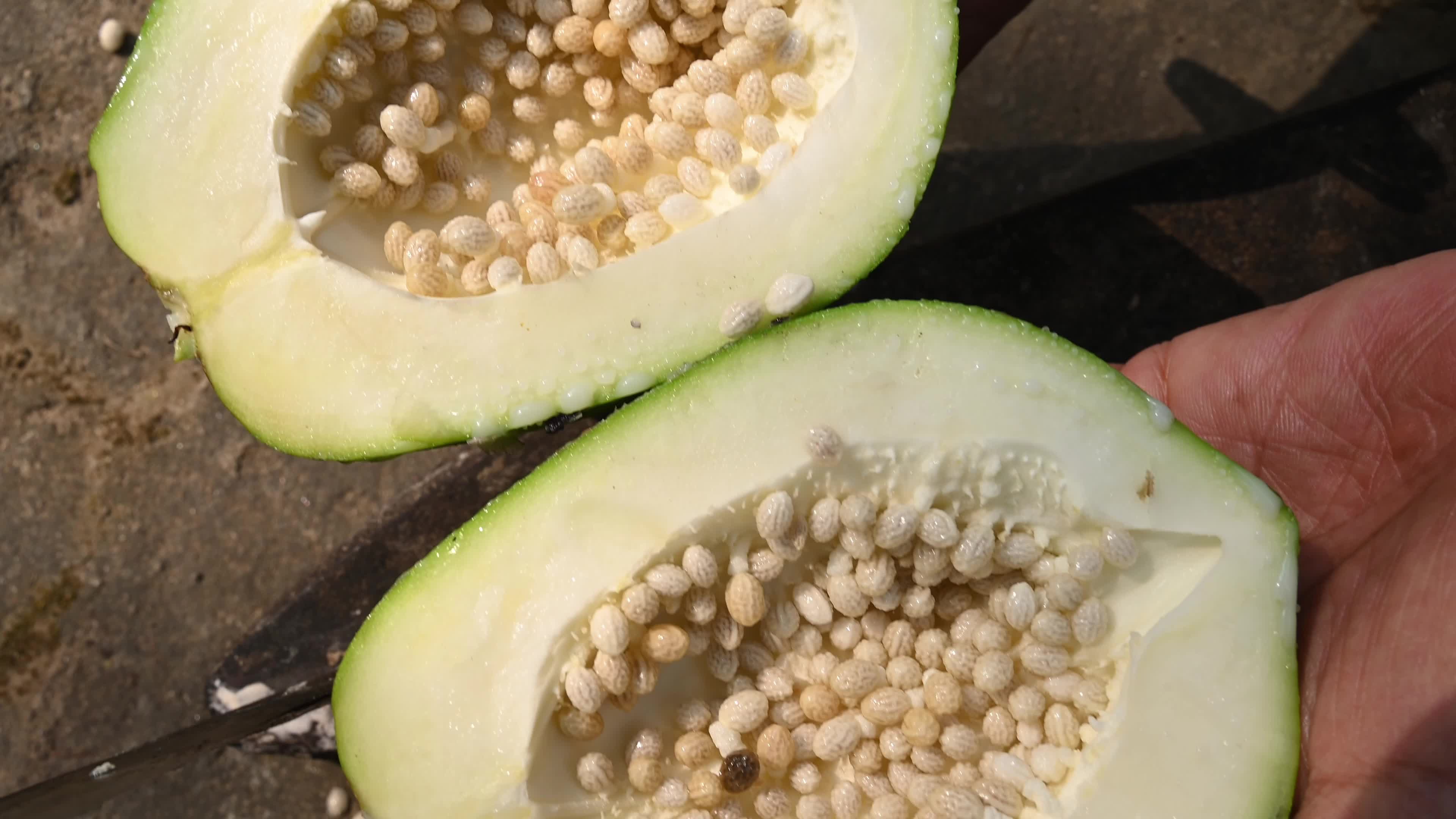 Papaya Tree - Carica Papaya - Fruit Fly - Papaya seeds - Cultivation