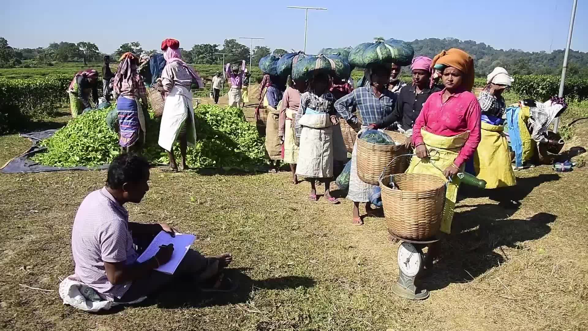 Tea harvest in India 