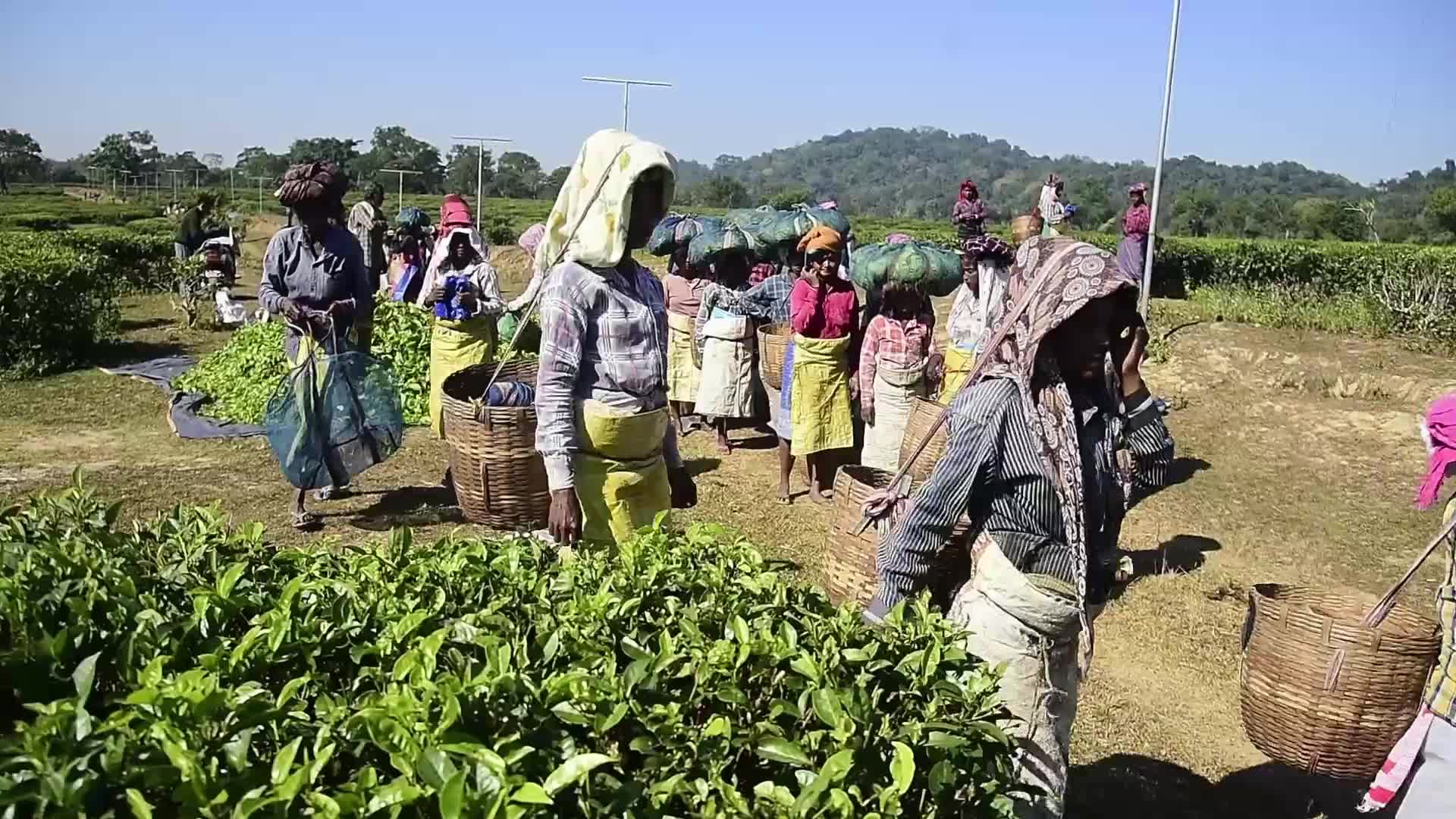 Tea harvest in India 