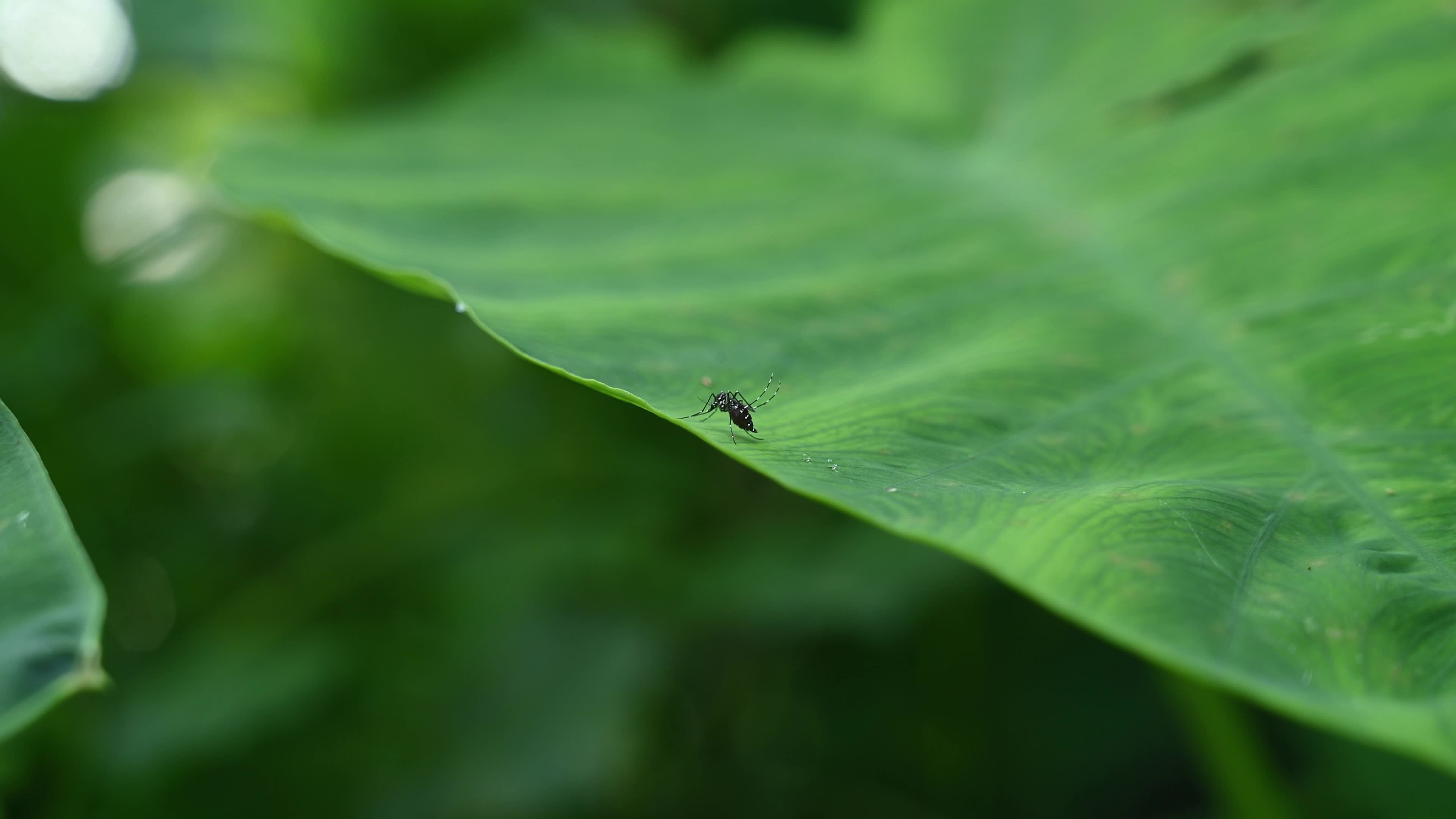 Aedes Albopictus - Asian Tiger Mosquito - Deadly Disease Vector - Forest Mosquito 