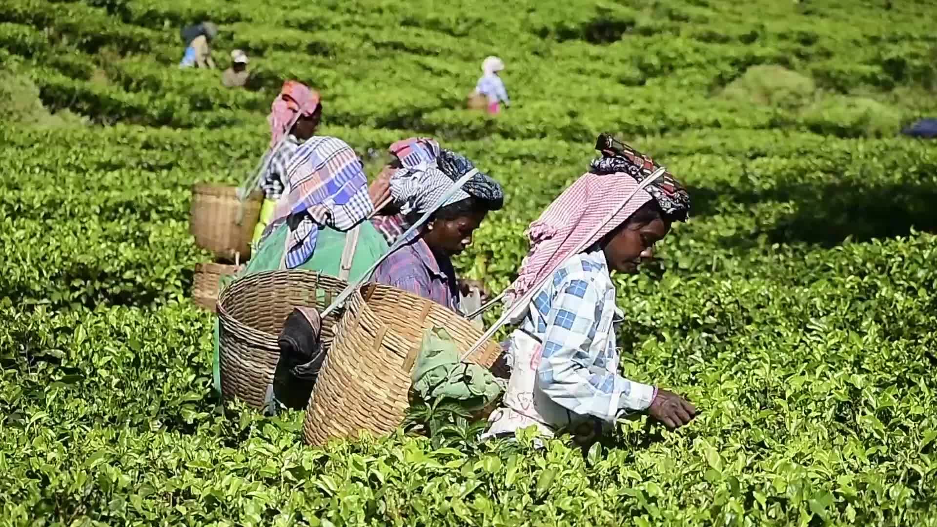 Tea harvest in India 
