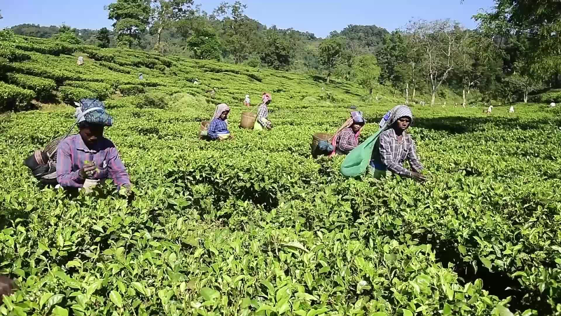 Tea harvest in India 
