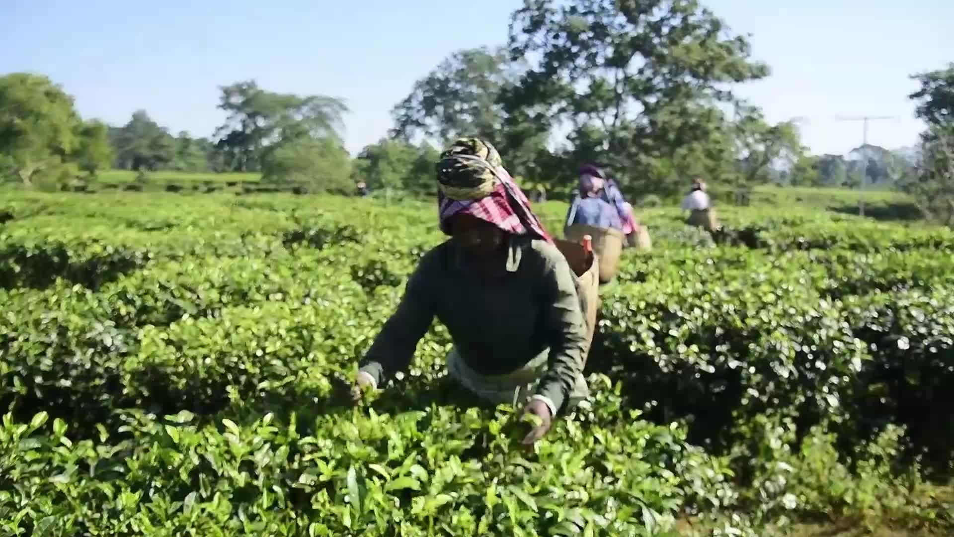 Tea harvest in India 