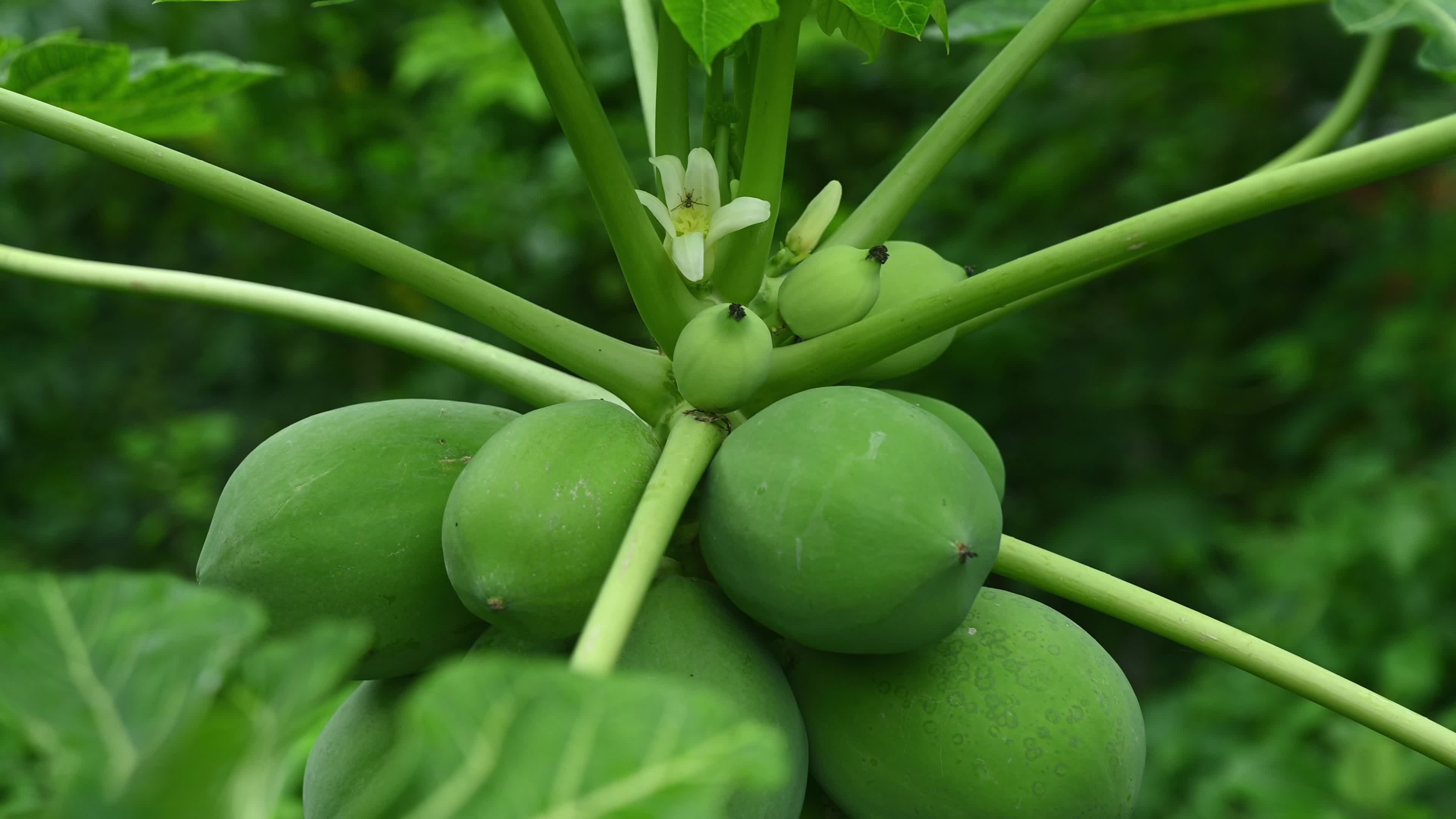 Papaya Tree - Carica Papaya - Fruit Fly - Papaya seeds - Cultivation