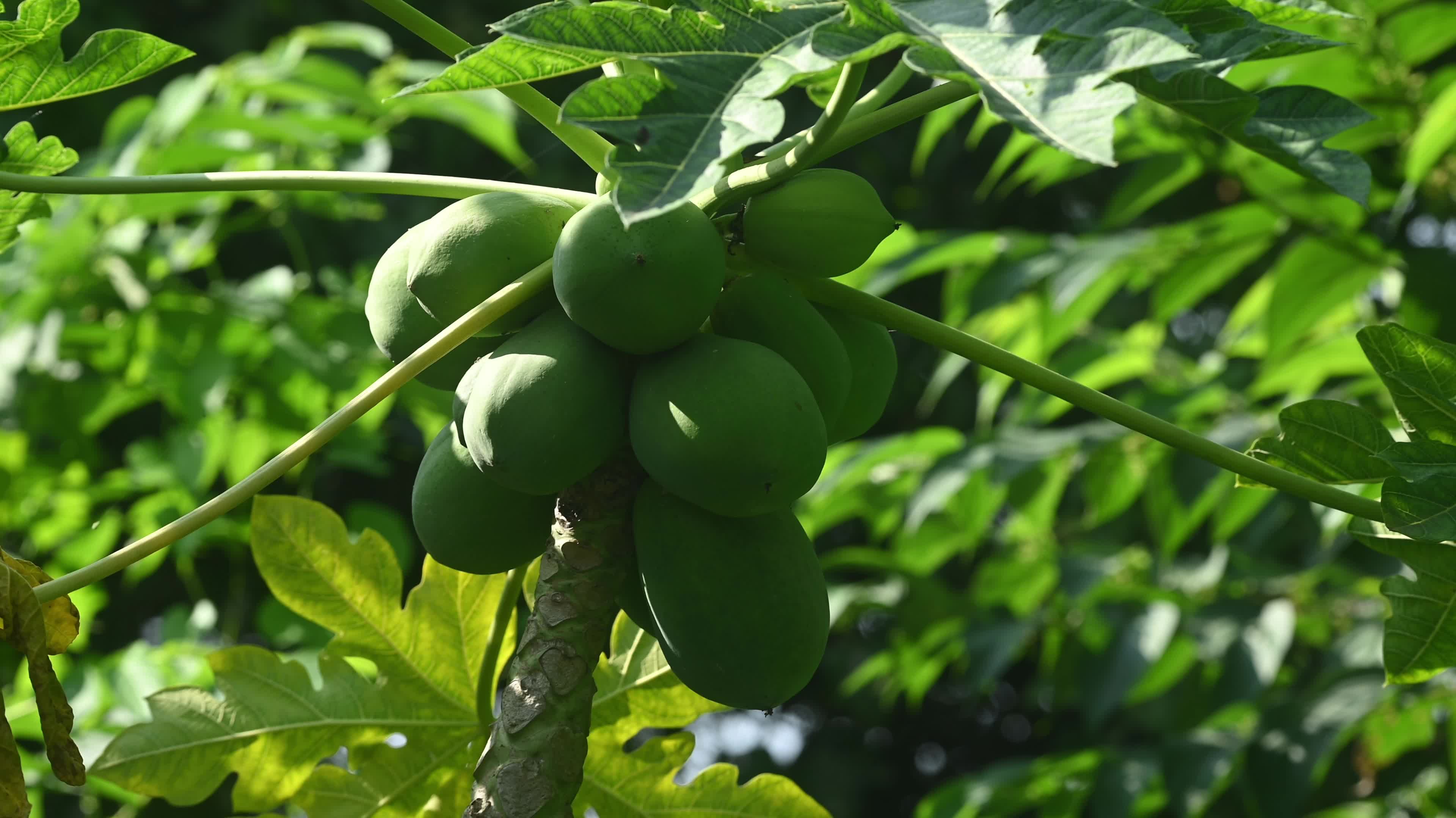 Papaya Tree - Carica Papaya - Fruit Fly - Papaya seeds - Cultivation