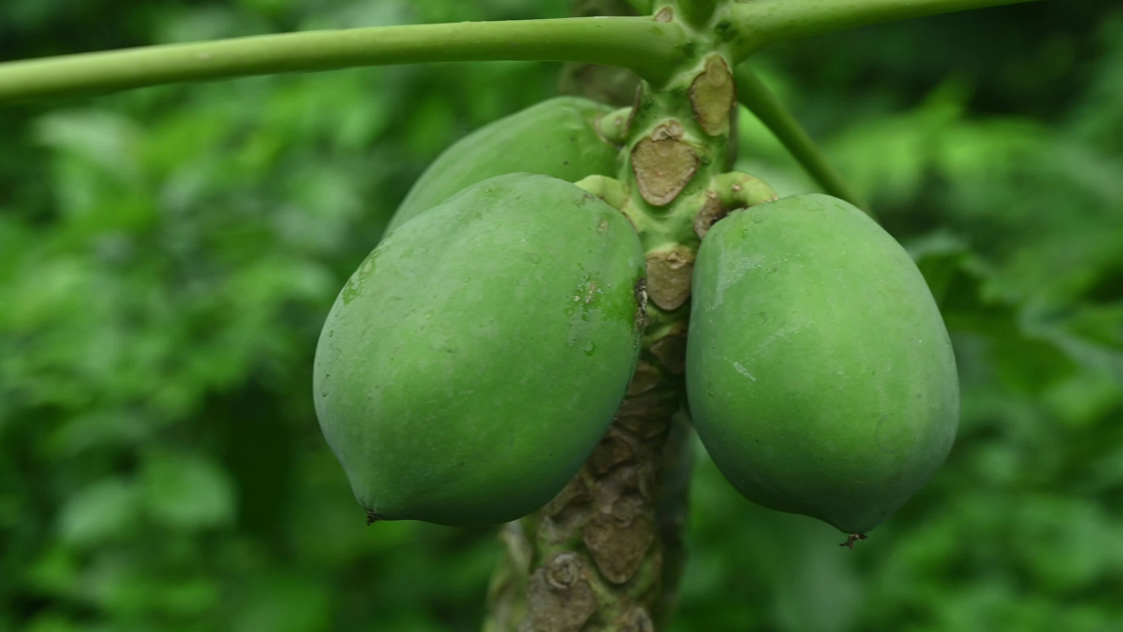Papaya Tree - Carica Papaya - Fruit Fly - Papaya seeds - Cultivation