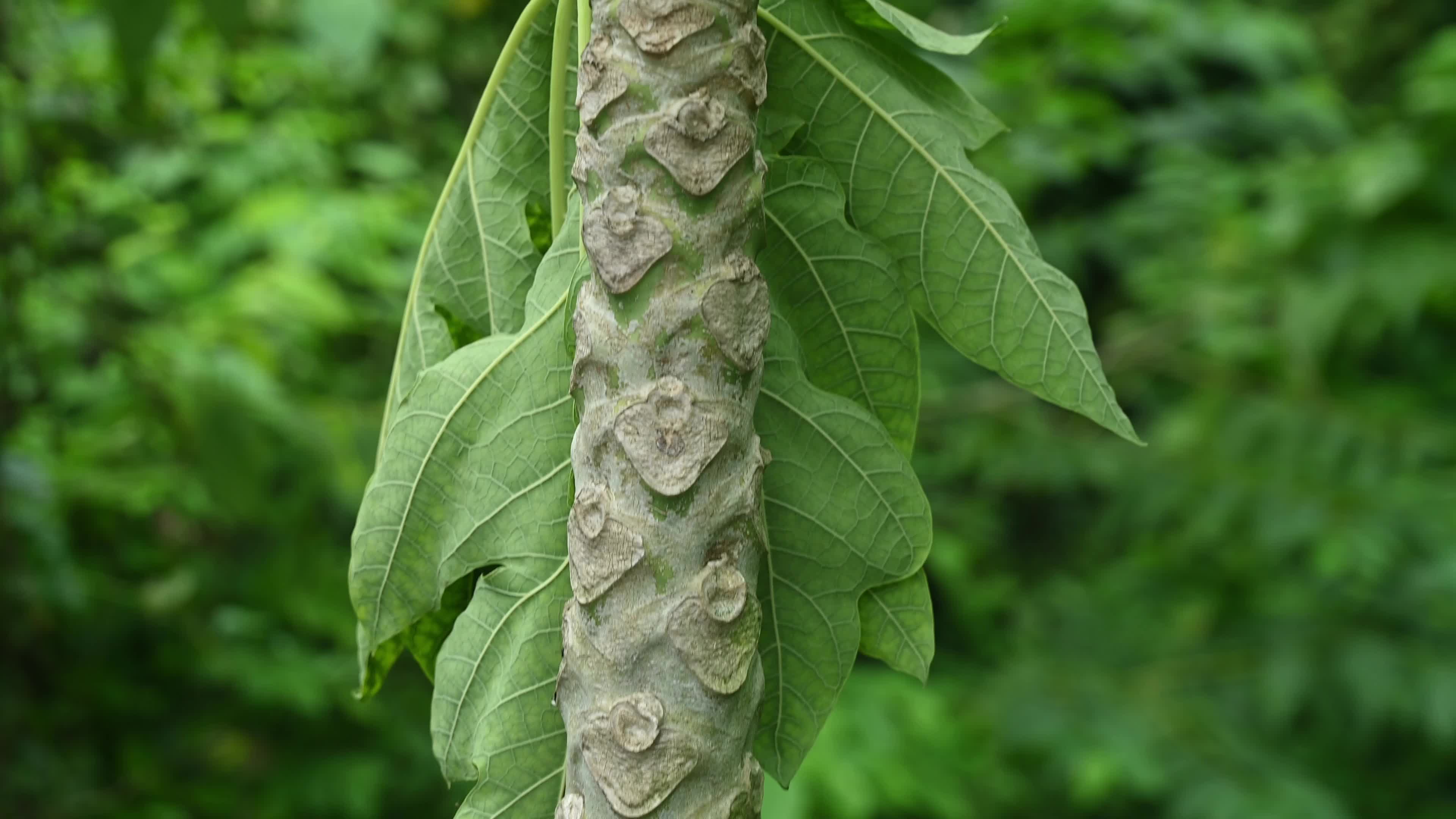 Papaya Tree - Carica Papaya - Fruit Fly - Papaya seeds - Cultivation