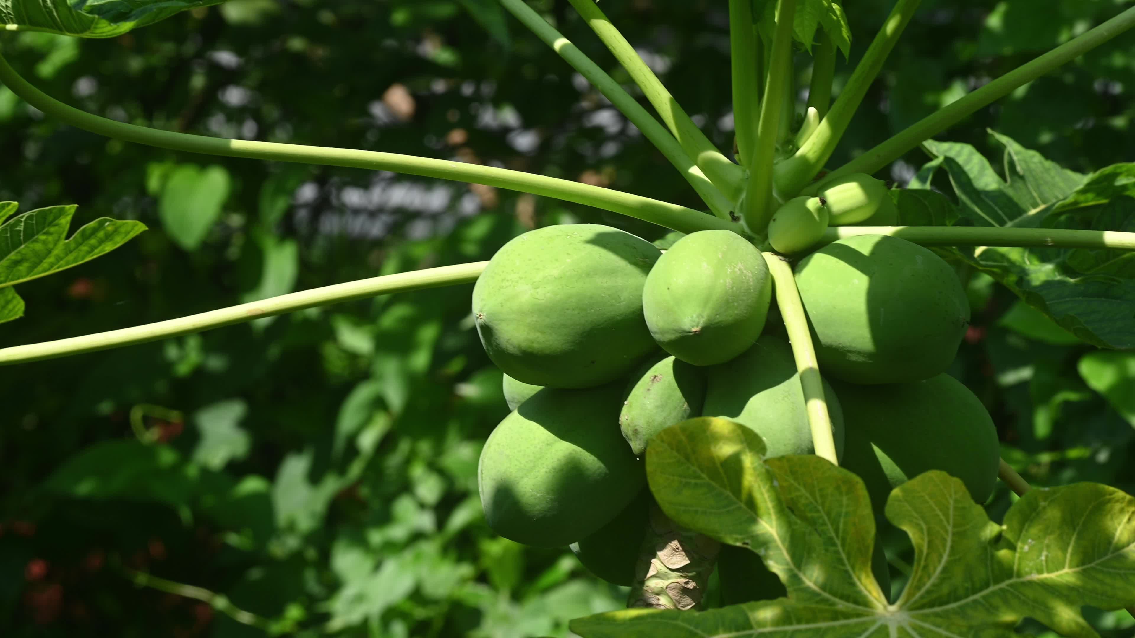Papaya Tree - Carica Papaya - Fruit Fly - Papaya seeds - Cultivation