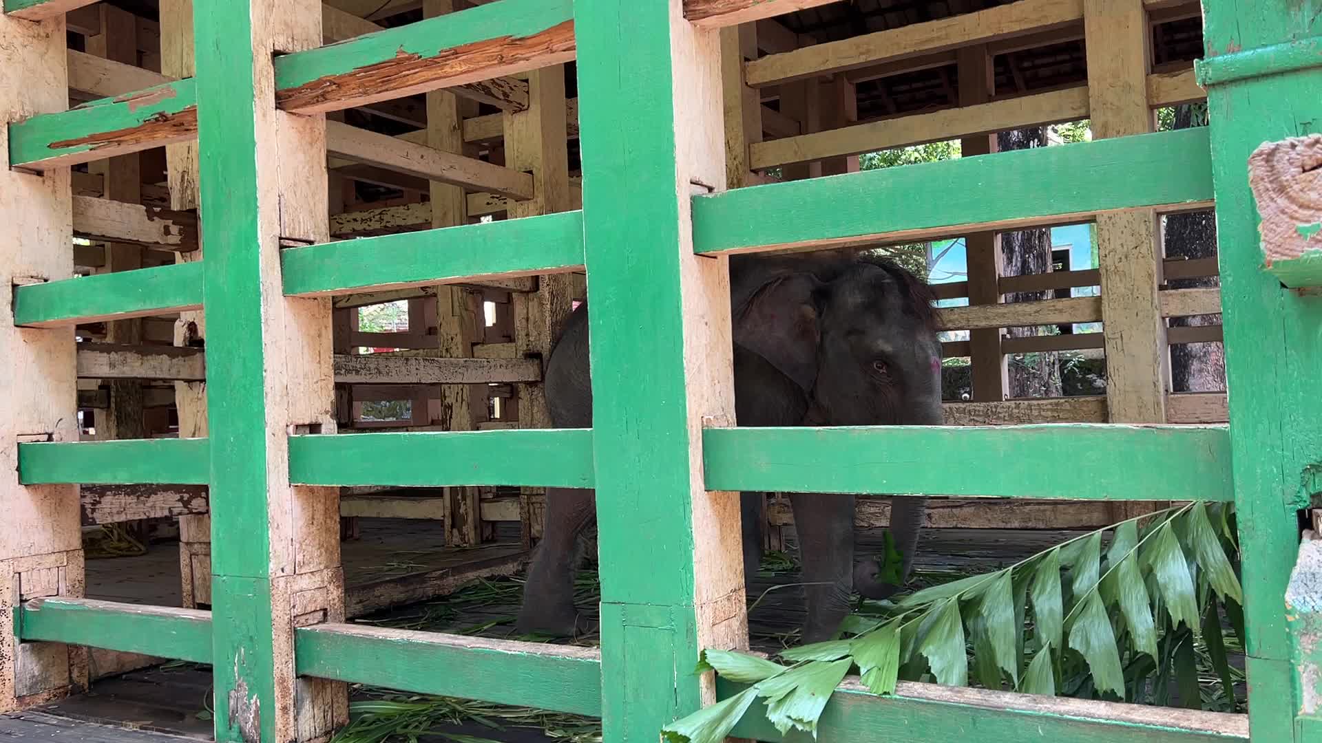 Konni Elephant Training Centre