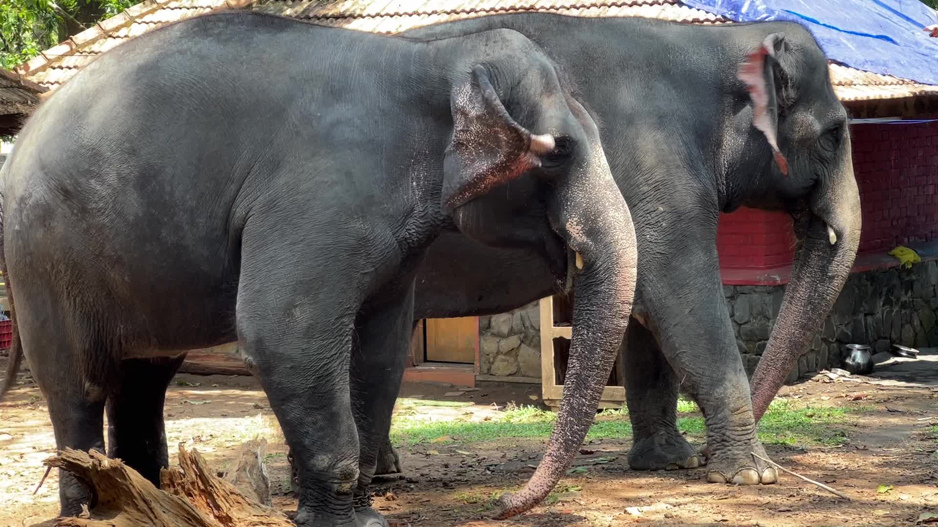 Konni Elephant Training Centre