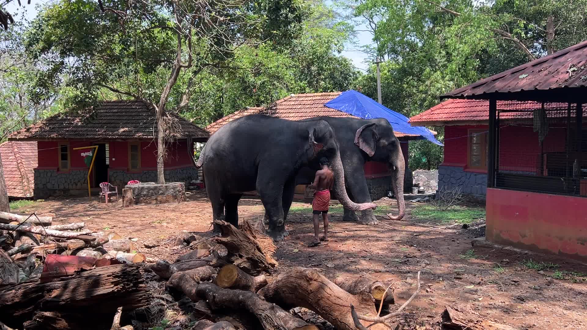 Konni Elephant Training Centre