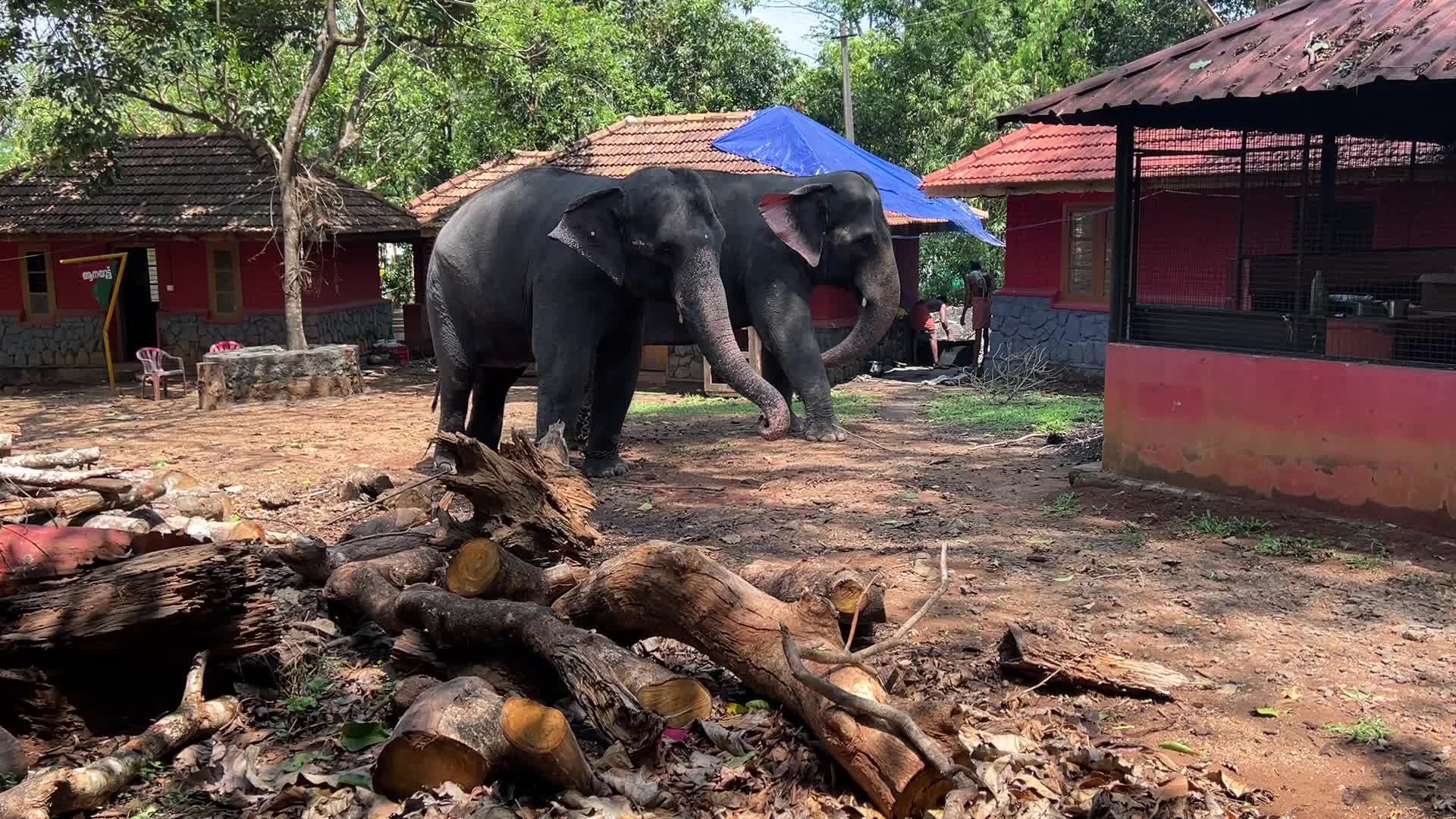 Konni Elephant Training Centre