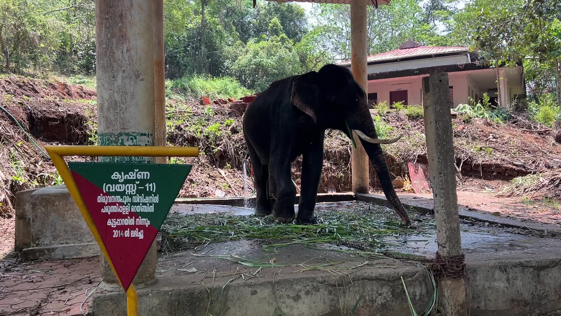 Konni Elephant Training Centre
