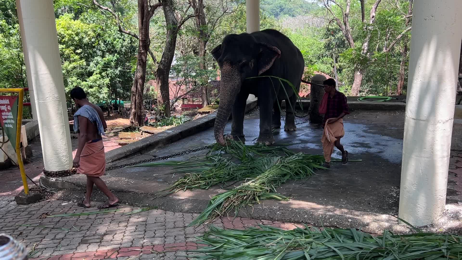 Konni Elephant Training Centre