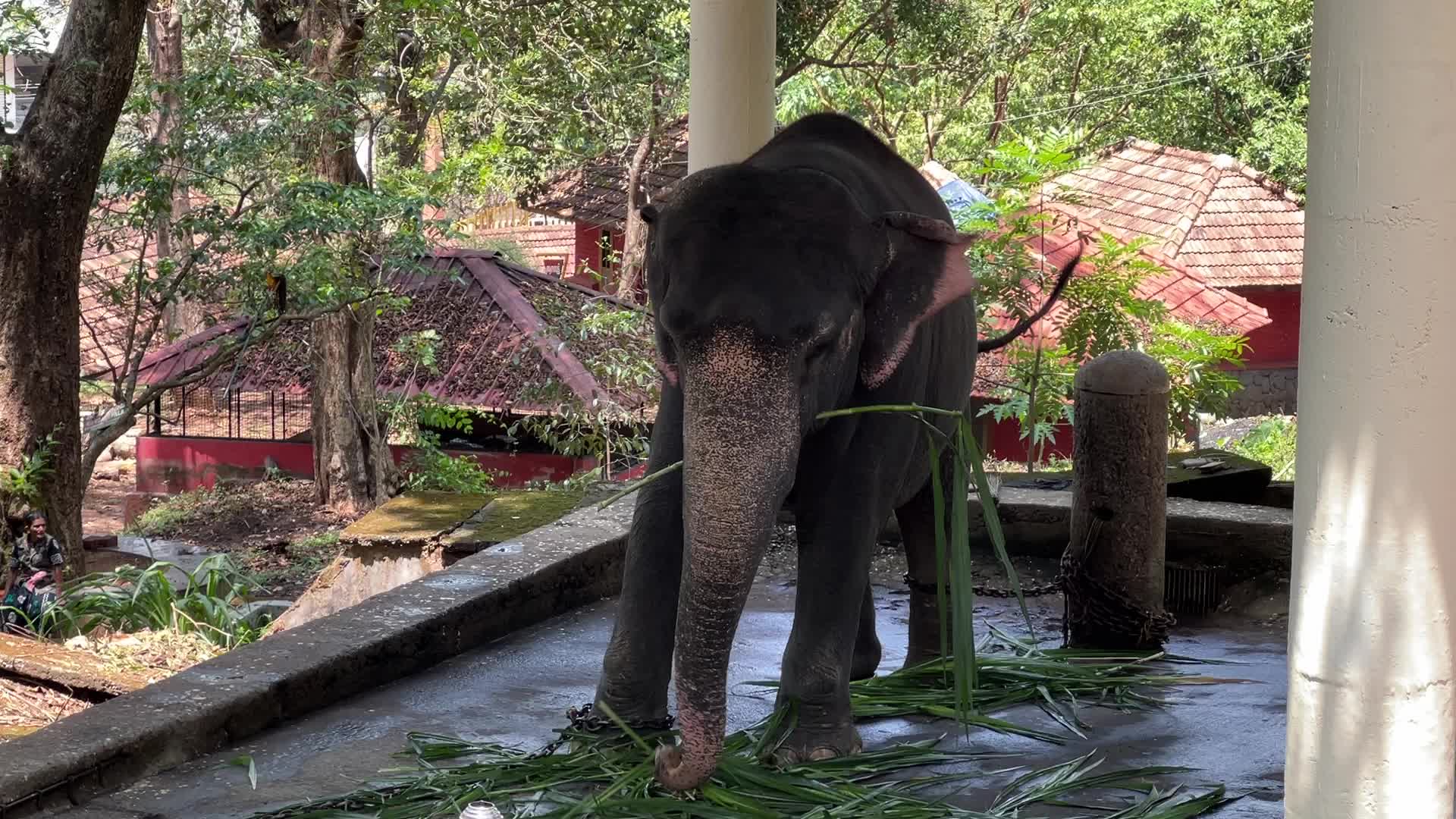 Konni Elephant Training Centre