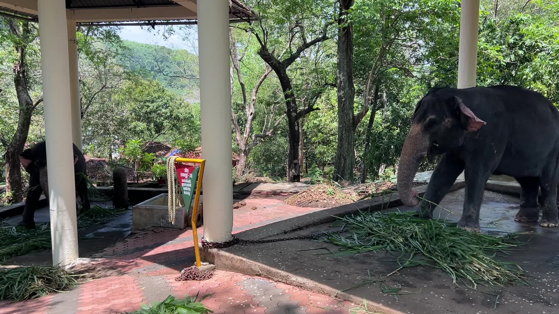 Konni Elephant Training Centre