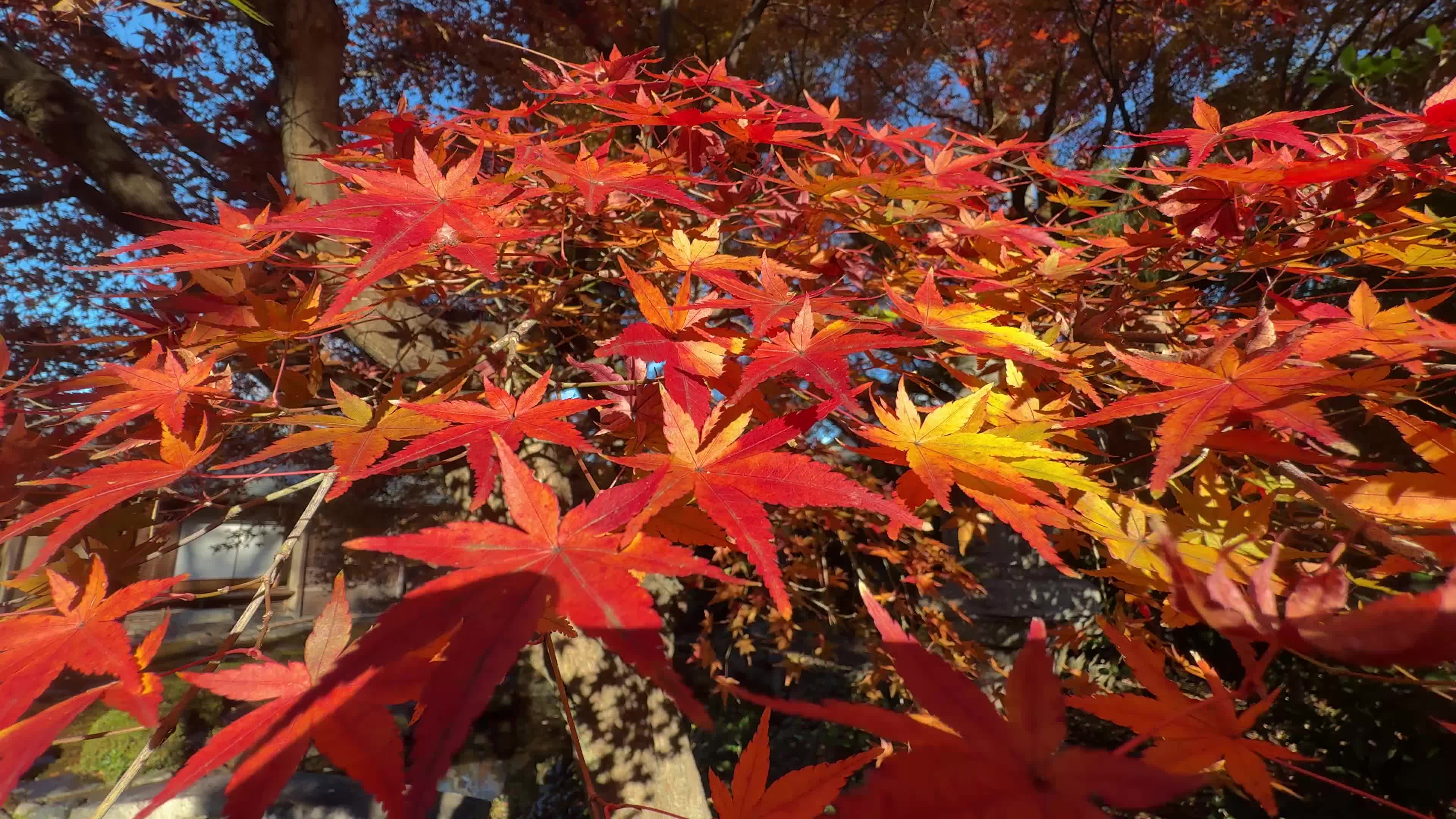 Daily Life in Kyoto