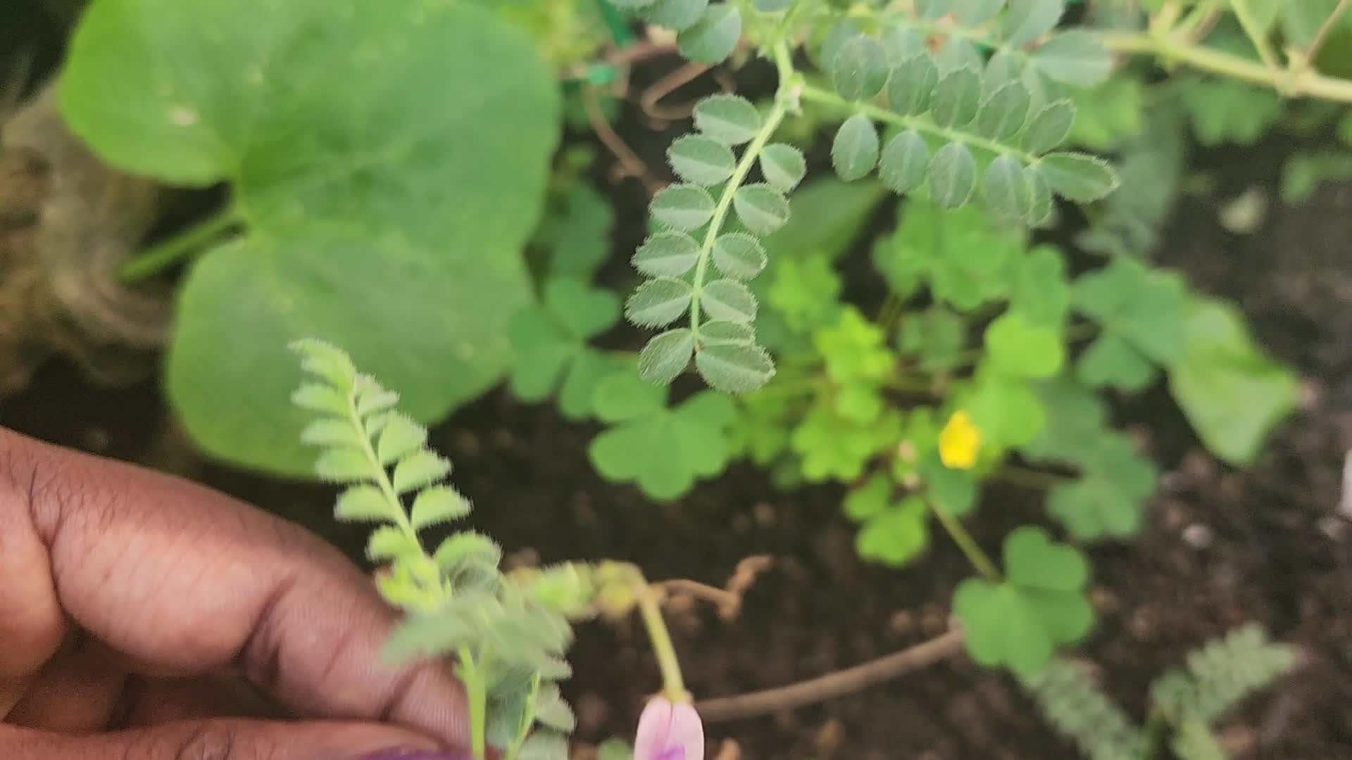 Agriculture in Canada