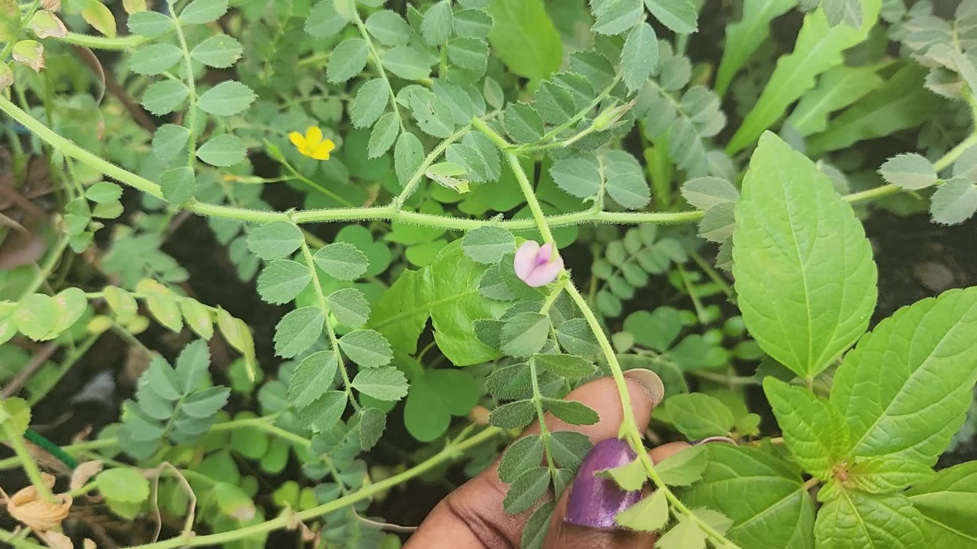 Agriculture in Canada