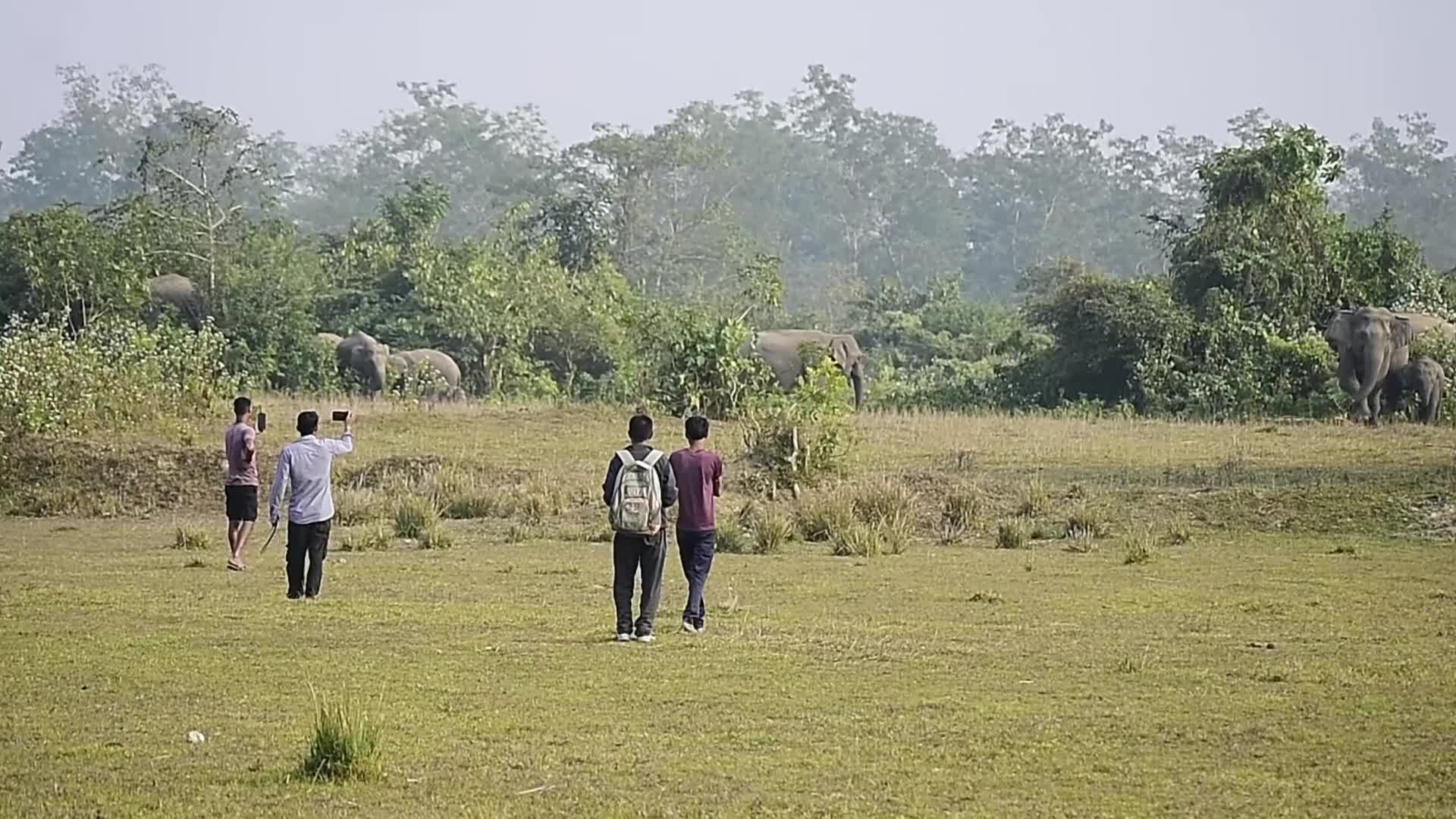 Wlld elephants creating havoc in Assam , India 
