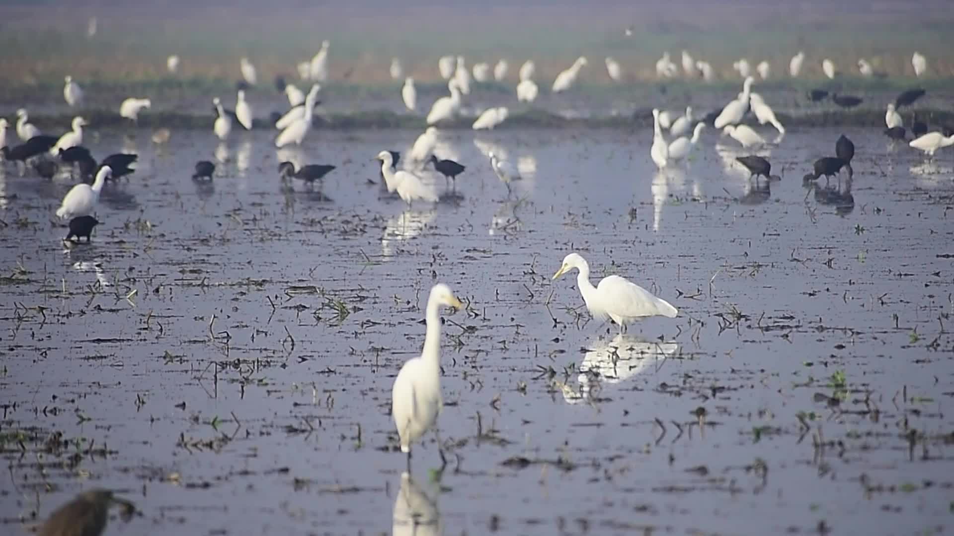 Egrets searching for food in India 