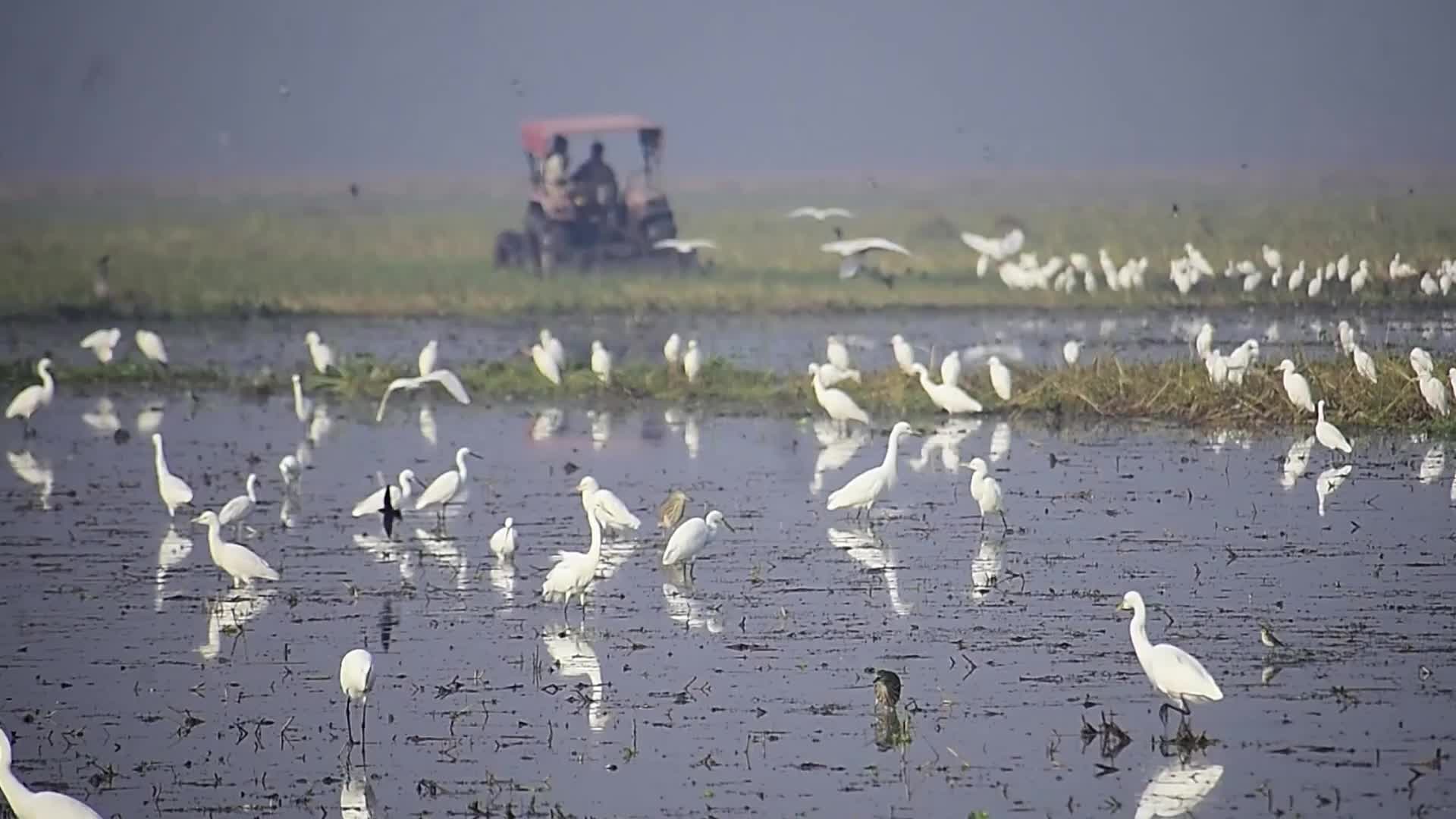 Egrets searching for food in India 